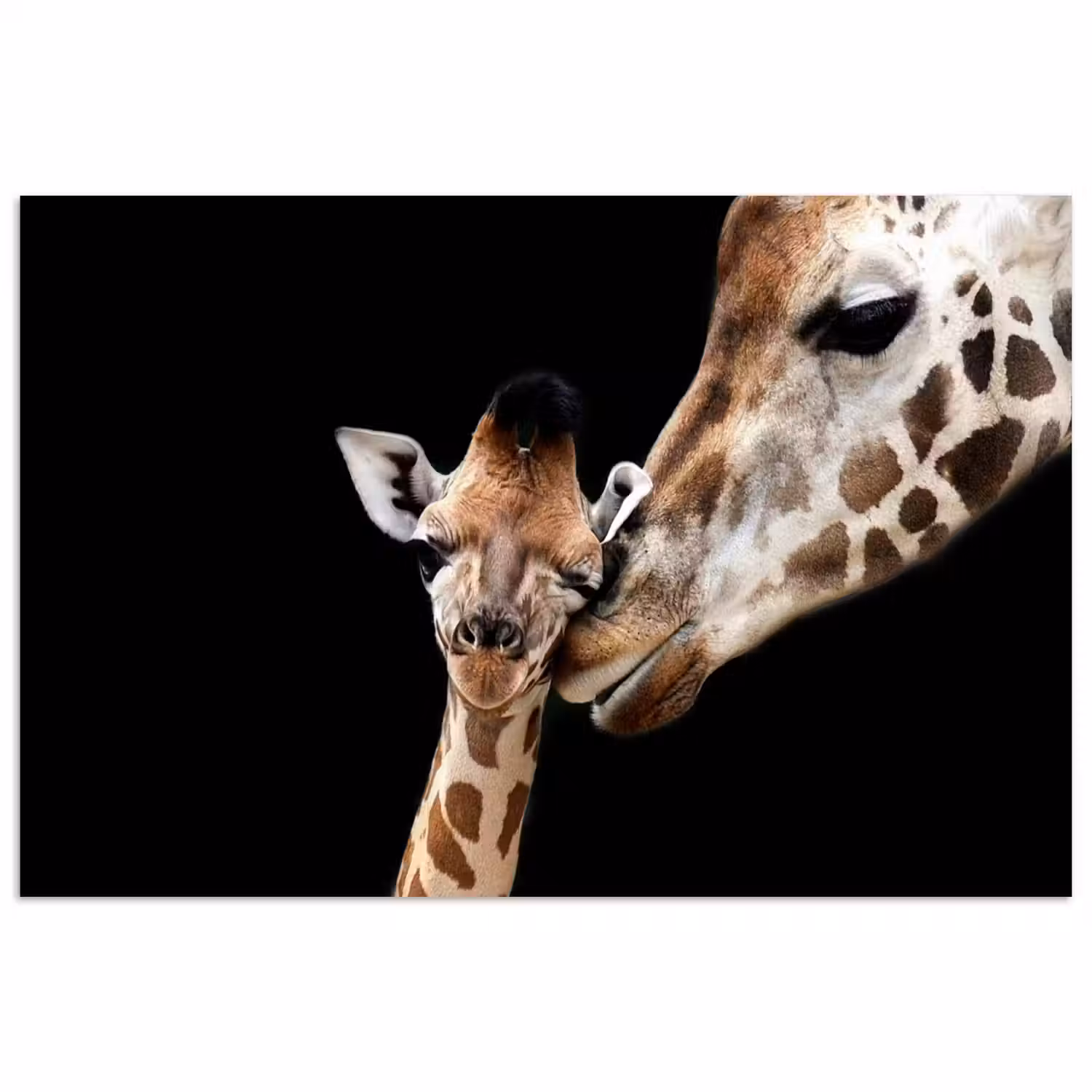 Giraffe - Dieren - Zwart - Portret - Dieren poster papier klein -3d