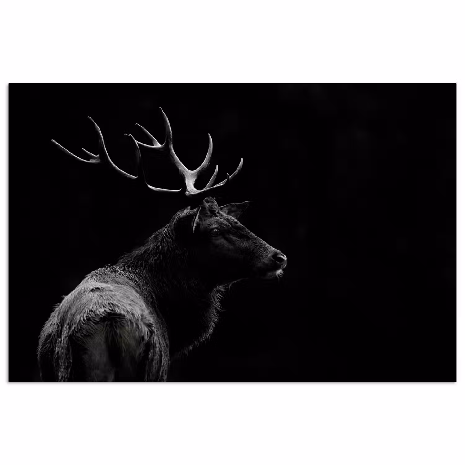 Hert - Zwart - Portret - Gewei - Dieren poster papier klein -3d
