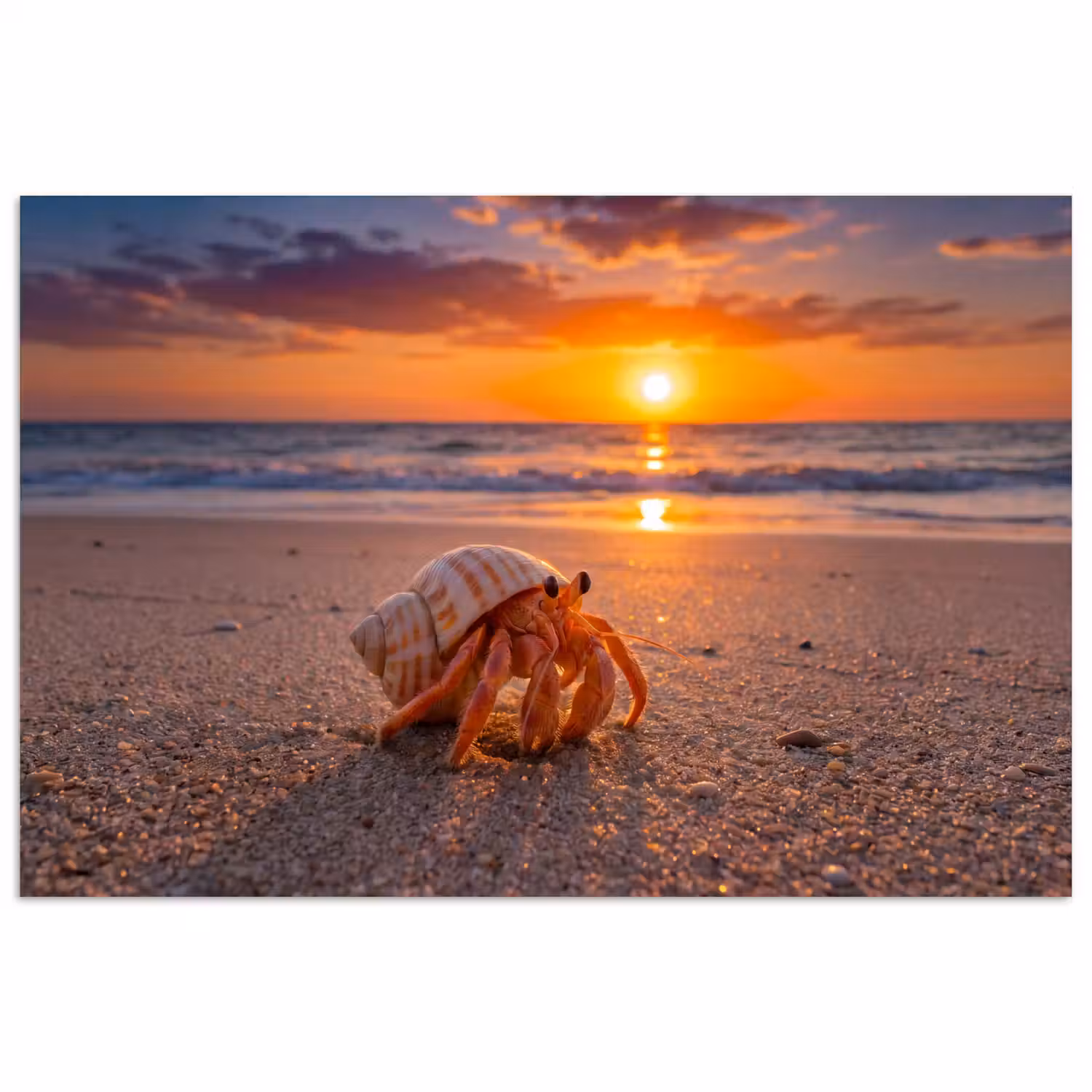 Kreeft - Strand - Natuur - Zonsondergang - Oranje poster papier klein -3d