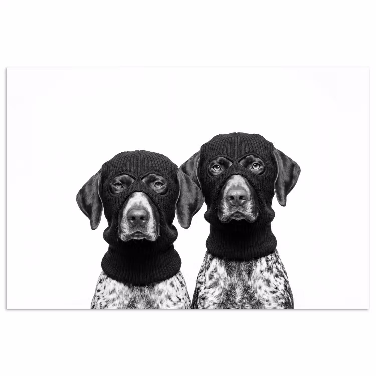 Honden - Bivakmuts - Zwart - wit poster papier klein -3d