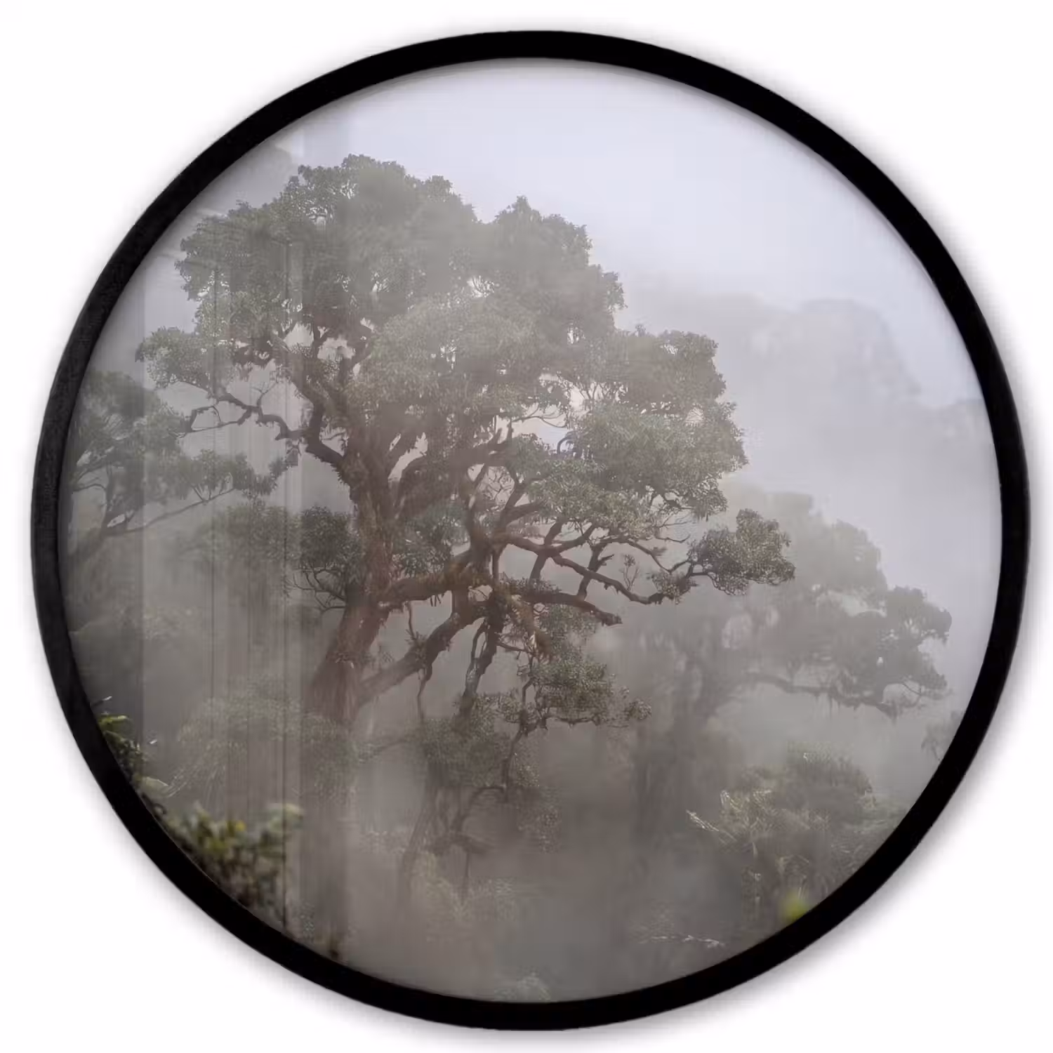 Boom - Mistig - Bos - Groen - Natuur Fotolijst rond zonder passe partout klein -3d