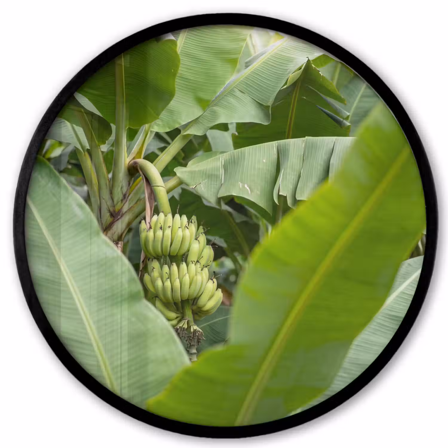 Eten - Bananen - Plantage - Groen Fotolijst rond zonder passe partout klein -3d
