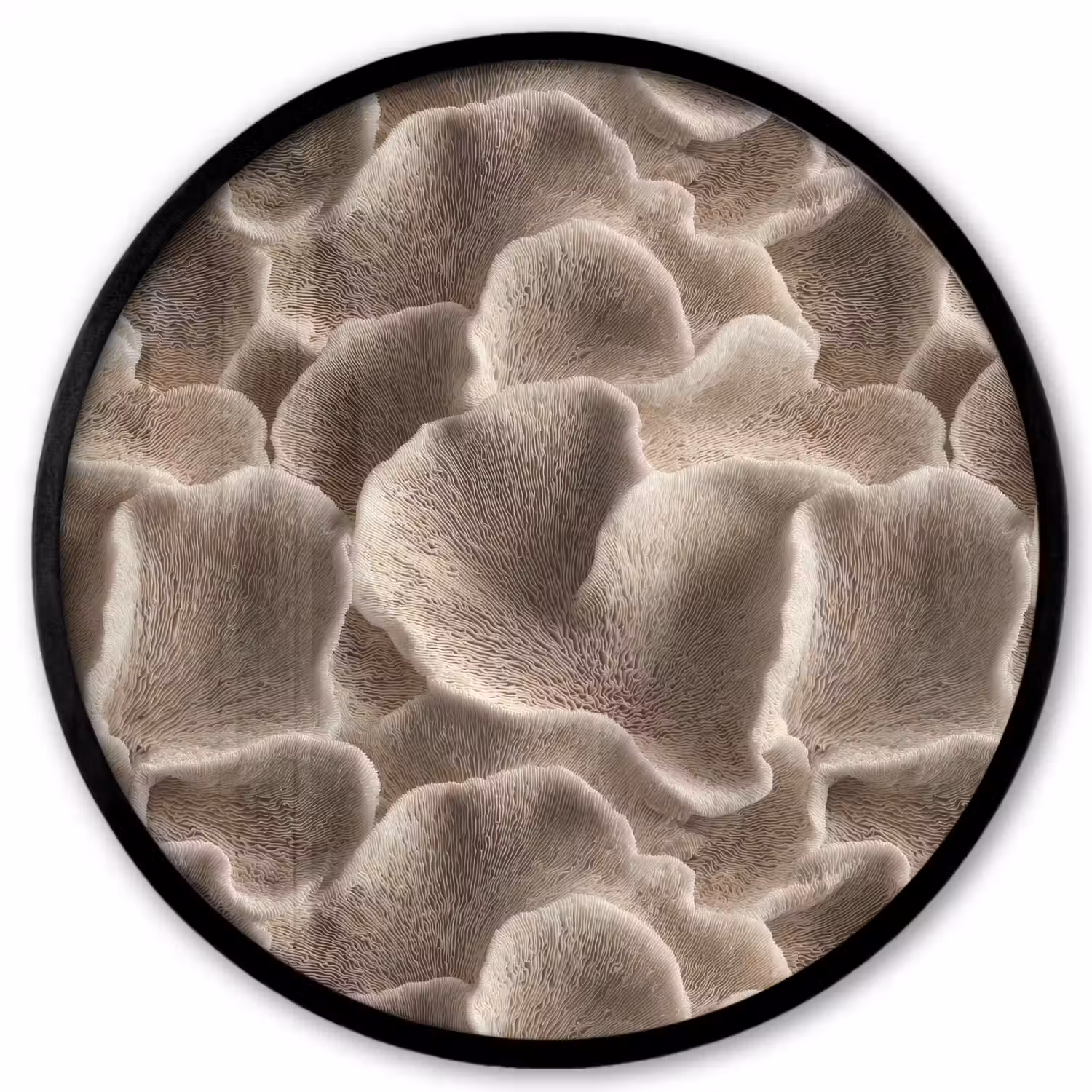 Waaiervorm - Beige - Vezel textuur Fotolijst rond zonder passe partout klein 856 -3d