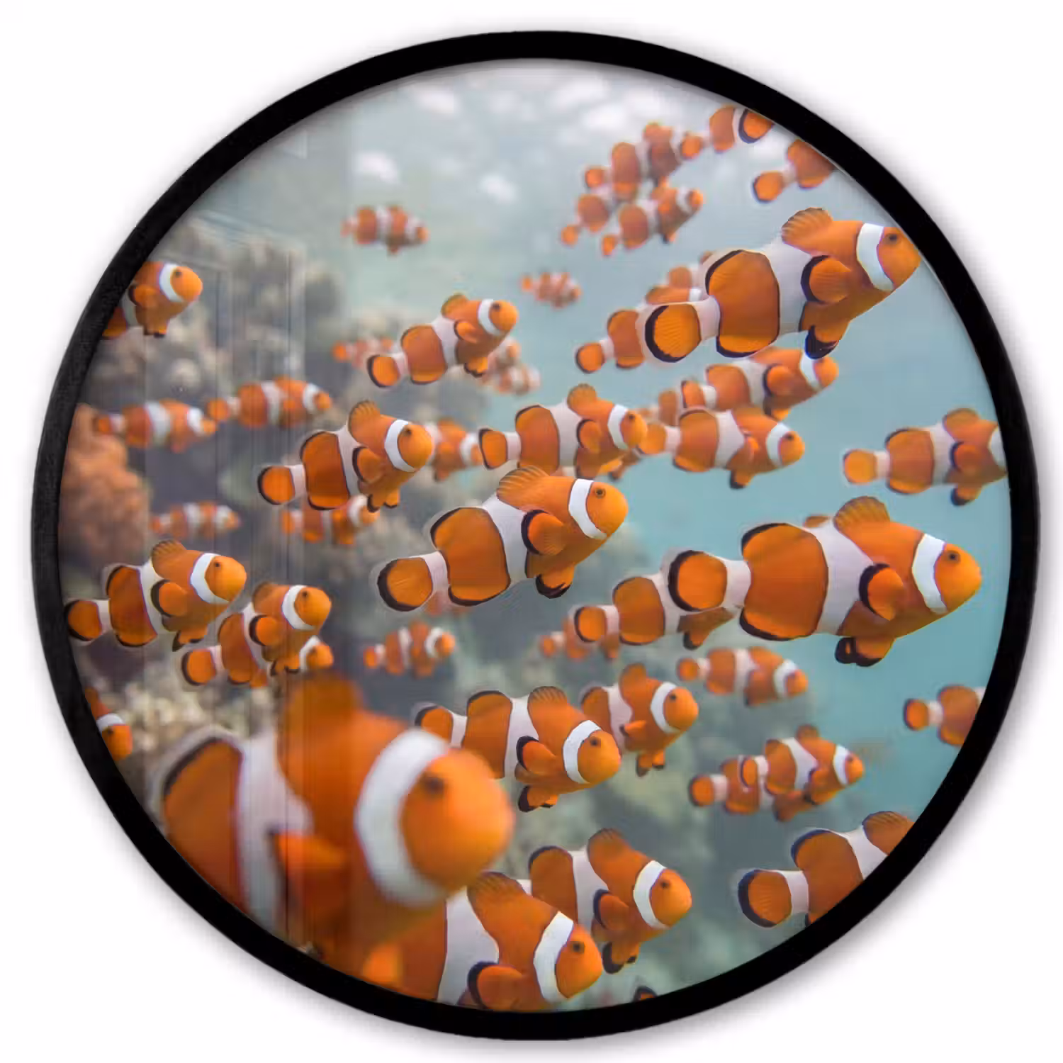 Vis - School - Onderwater - Dieren - Oranje Fotolijst rond zonder passe partout klein -3d