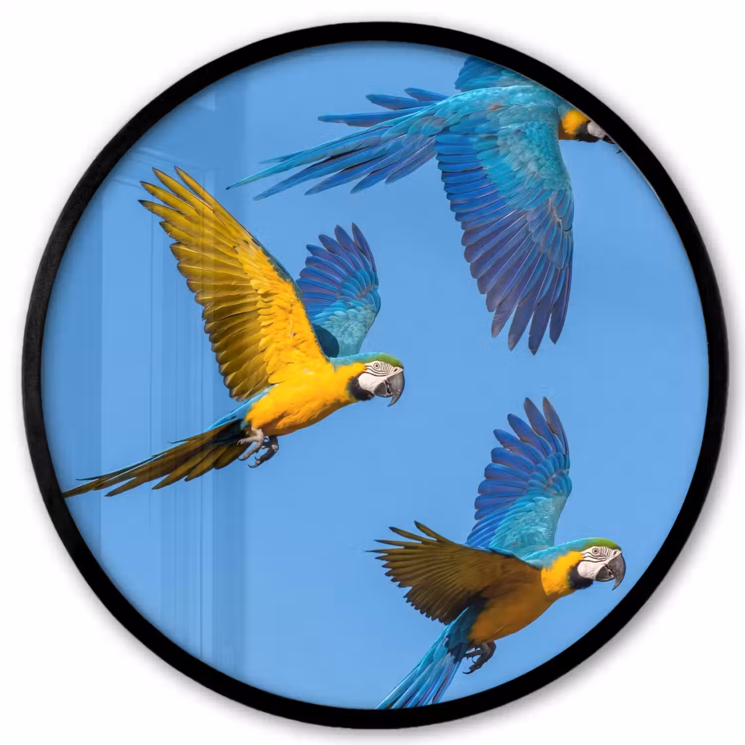 Papagaai - Vliegen - Blauw - Geel Fotolijst rond zonder passe partout klein -3d