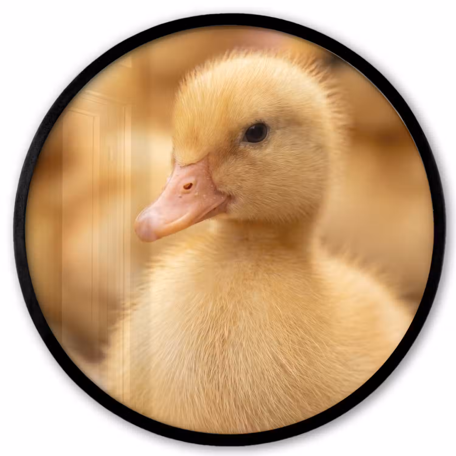 Pijltje - Eend - Natuur - Geel Fotolijst rond zonder passe partout klein -3d