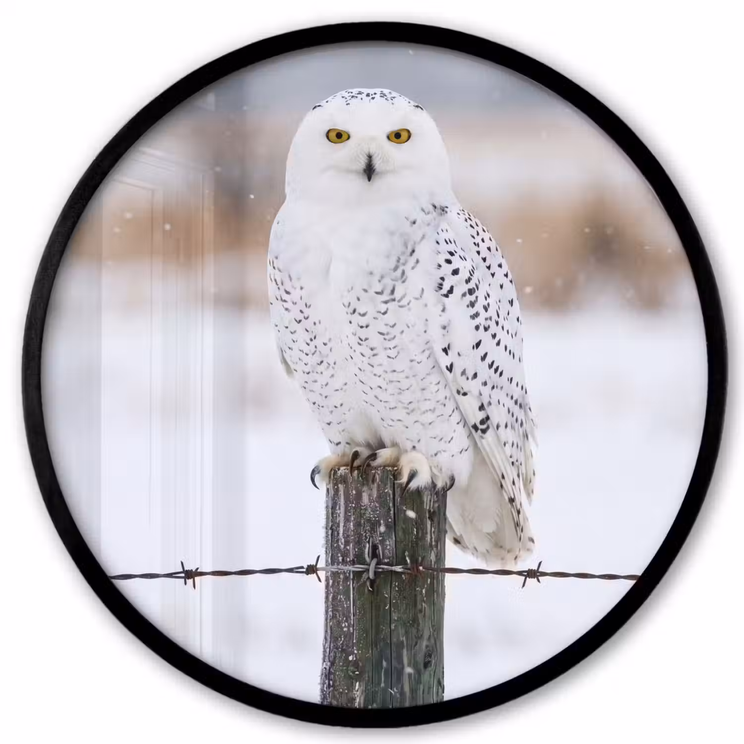 Sneeuwuil - Hek - Sneeuw - Wit Fotolijst rond zonder passe partout klein -3d