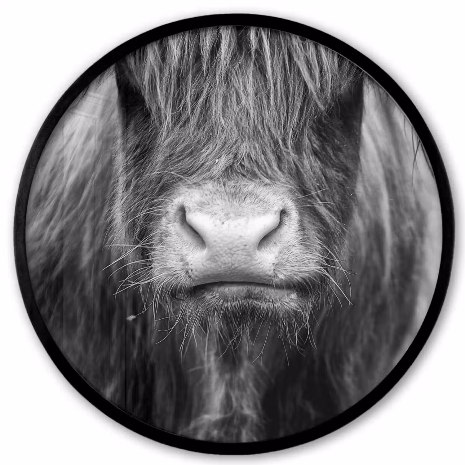 Schotse hooglander - Koe - Zwart - Wit - Dieren Fotolijst rond zonder passe partout klein -3d