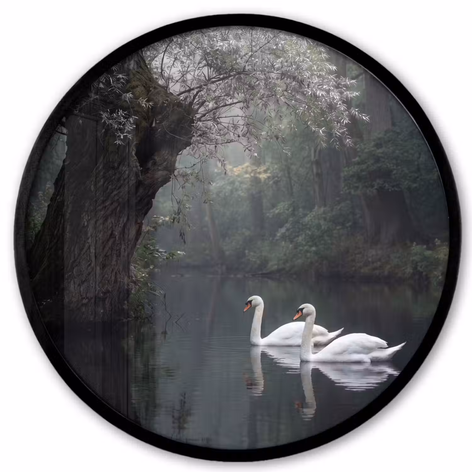 Zwanen - Rivier - Bos Fotolijst rond zonder passe partout klein -3d