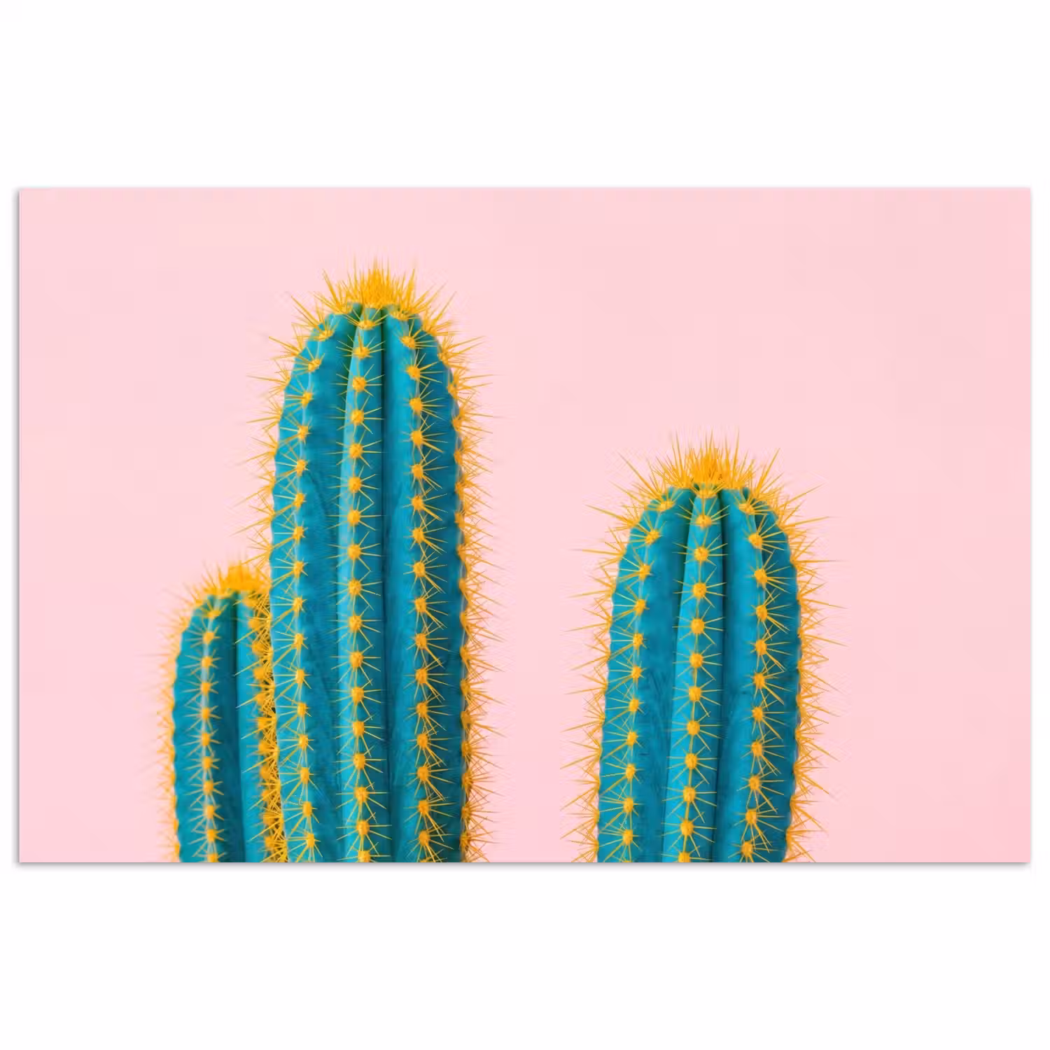 Cactussen - Modern - Pastel poster papier klein -3d