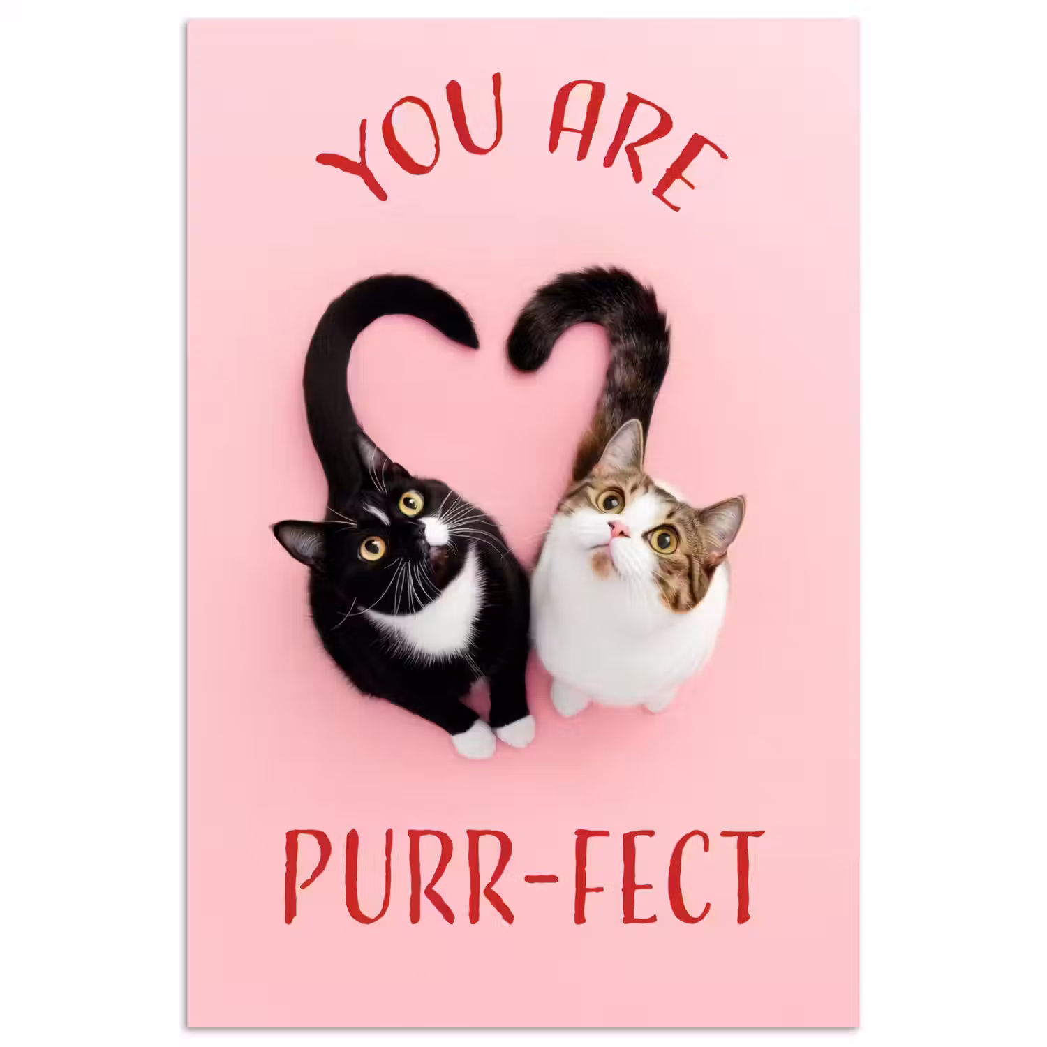 Kat - Hart - Tekst - Valentijn poster papier klein -3d