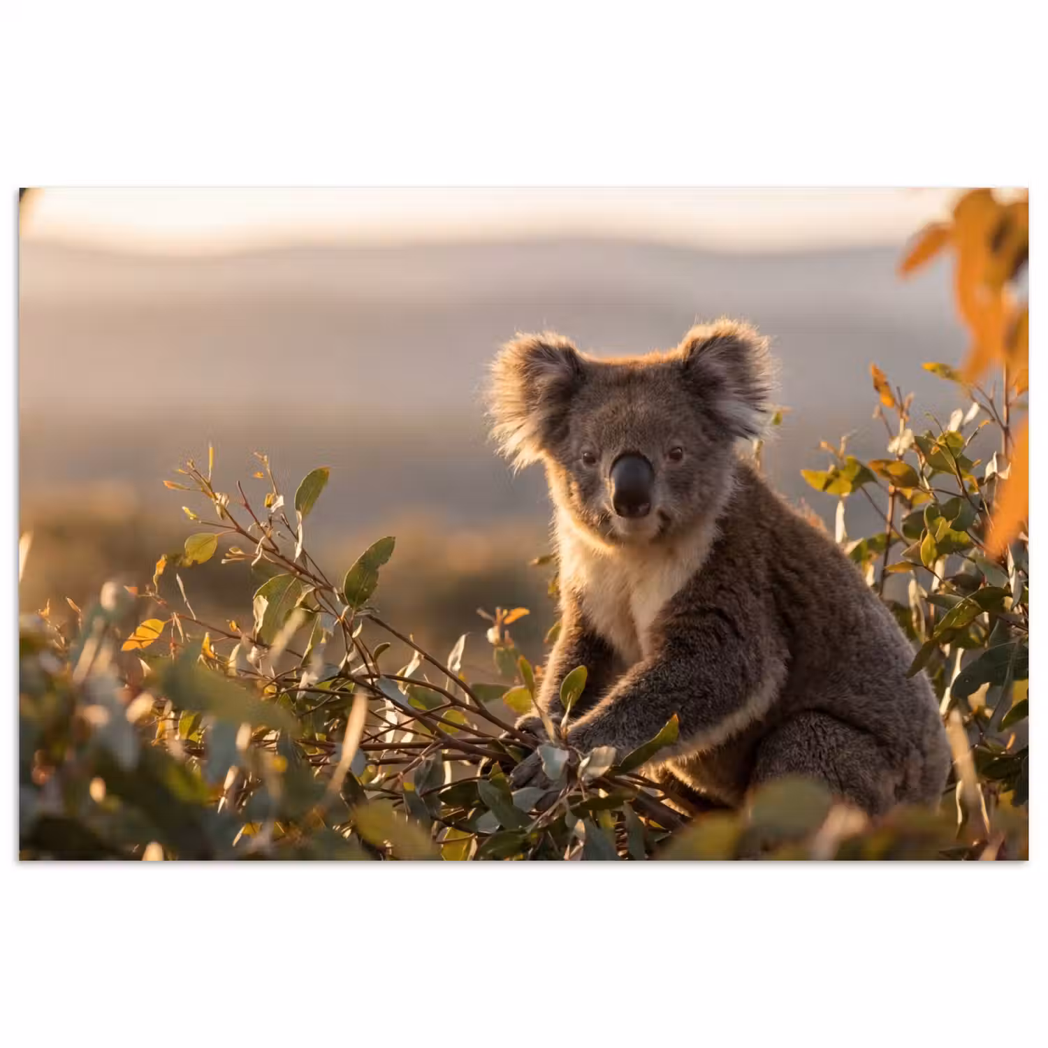 Koala - Bladeren - Ochtendlicht poster papier klein -3d