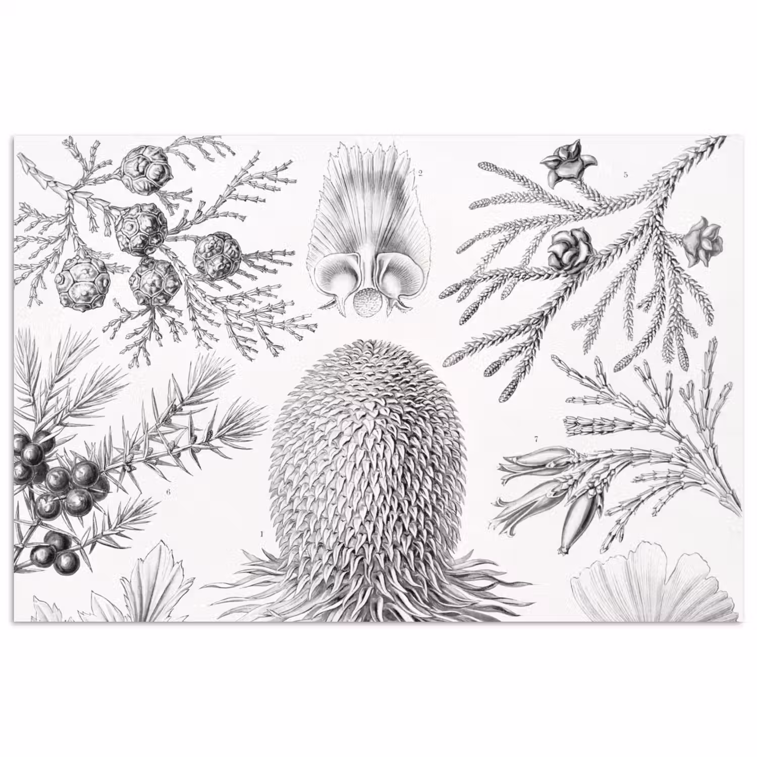 Coniferen - Ernst Haeckel - Kunst - Retro - Illustratie - Natuur poster papier klein -3d