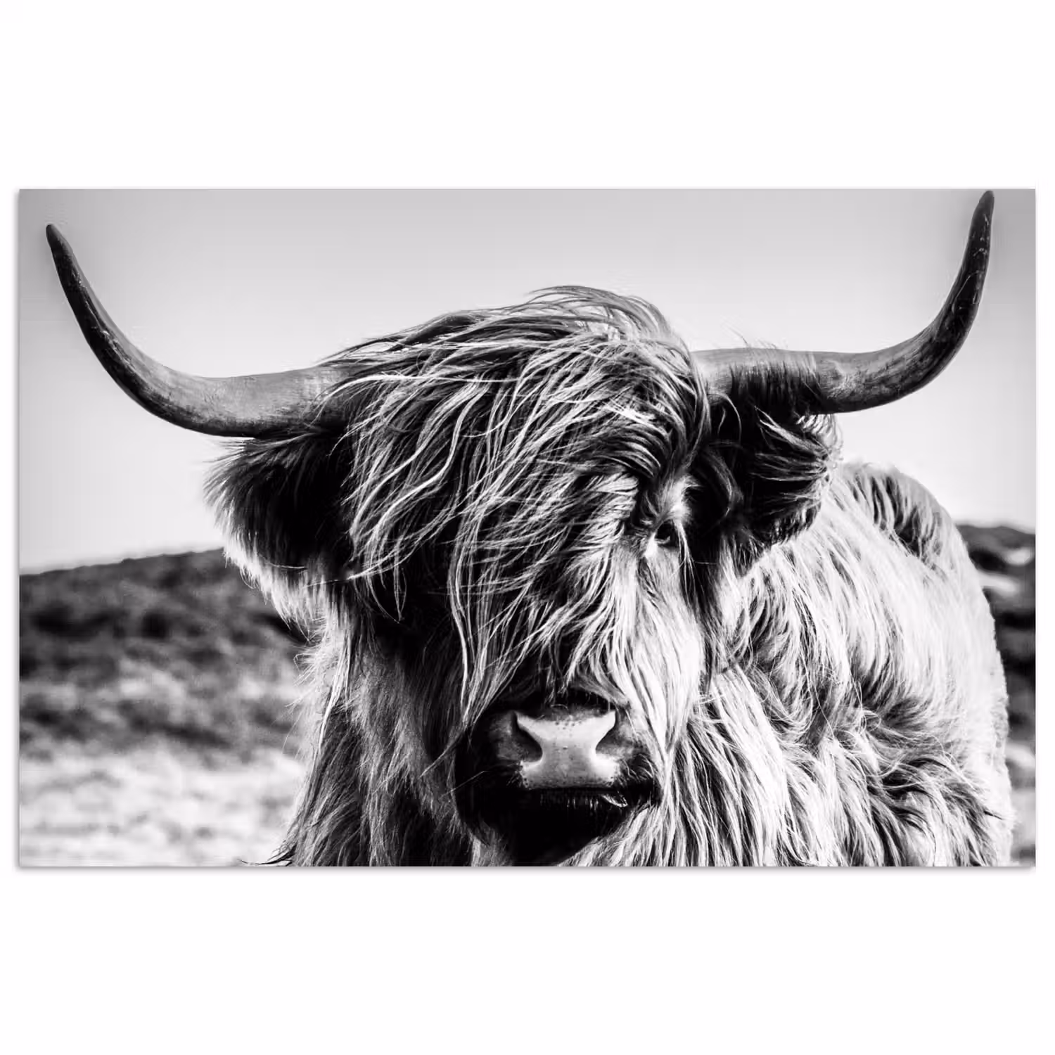 Koe - Schotse hooglander - Zwart - Wit - Dier - Natuur - Wild poster papier klein -3d