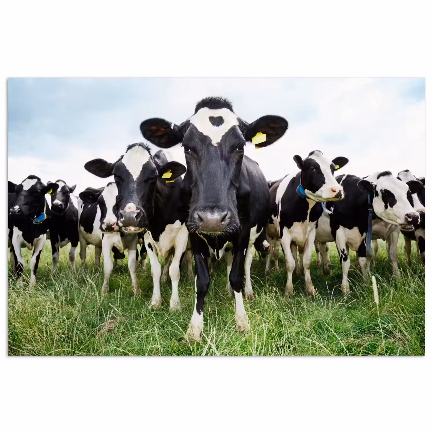 Koeien - Gras - Lente - Dieren - Weiland - Boerderij poster papier klein -3d