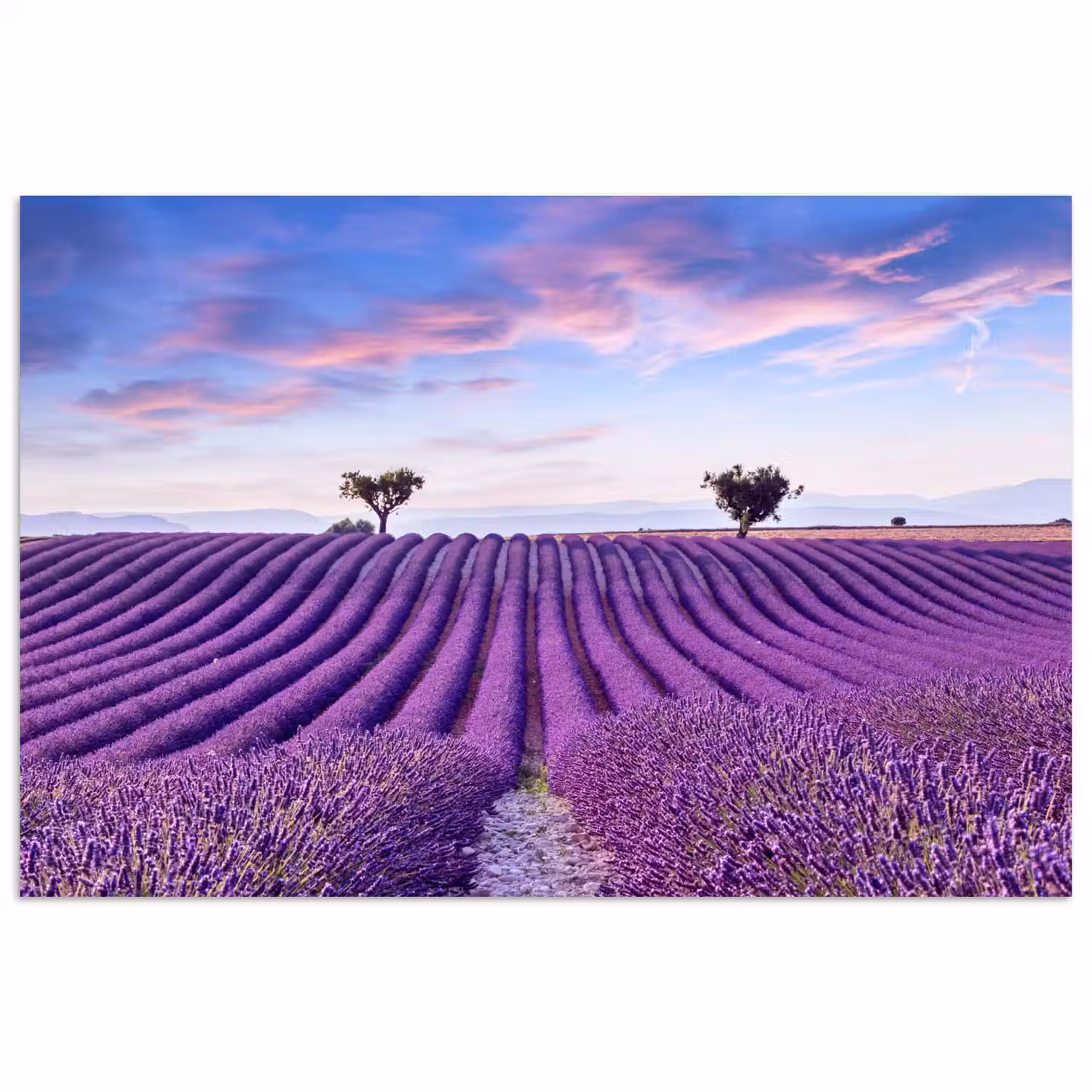 Lavendel - Natuur - Paars - Bomen - Bloemen poster papier klein -3d