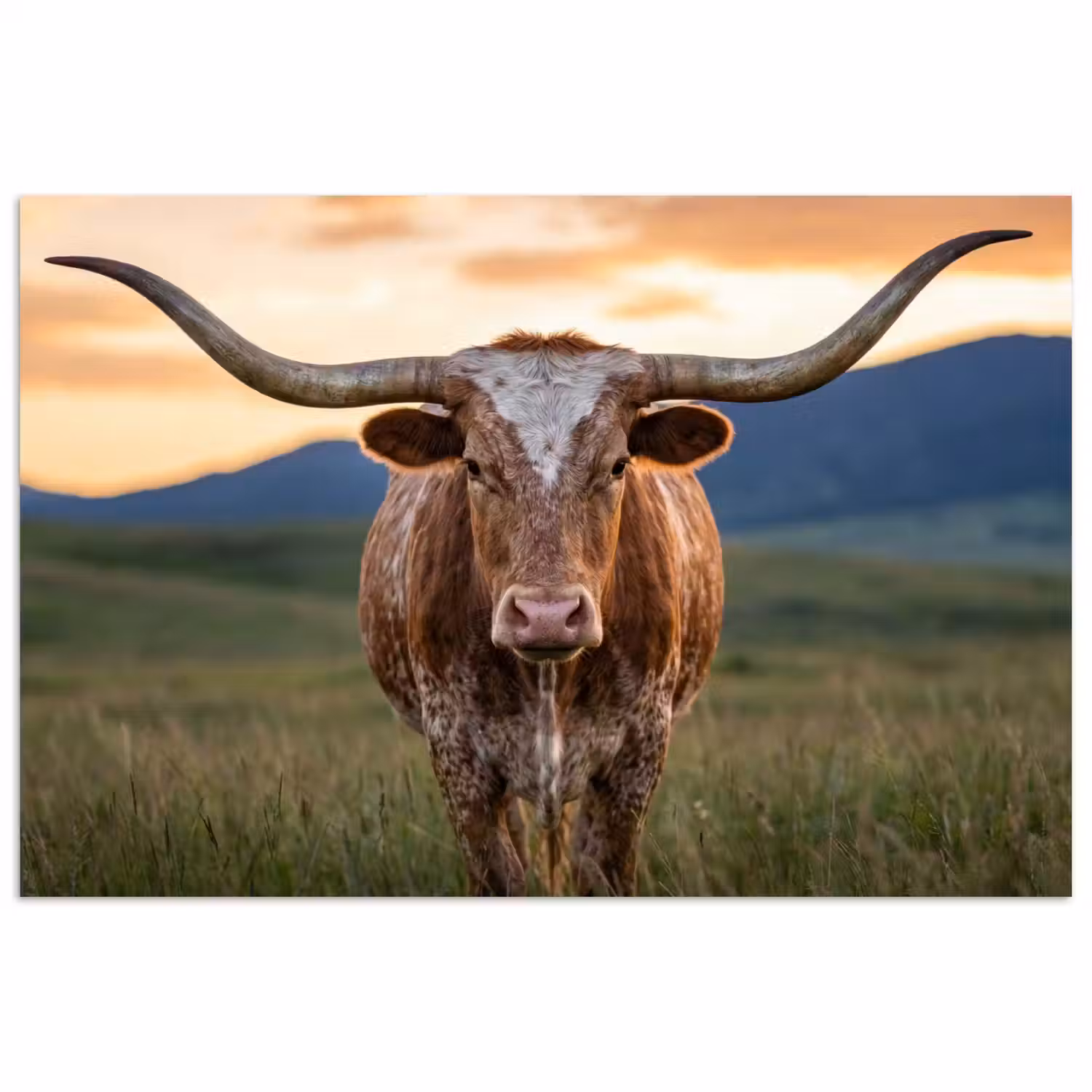 Longhorn - Landschap - Zonsondergang poster papier klein -3d