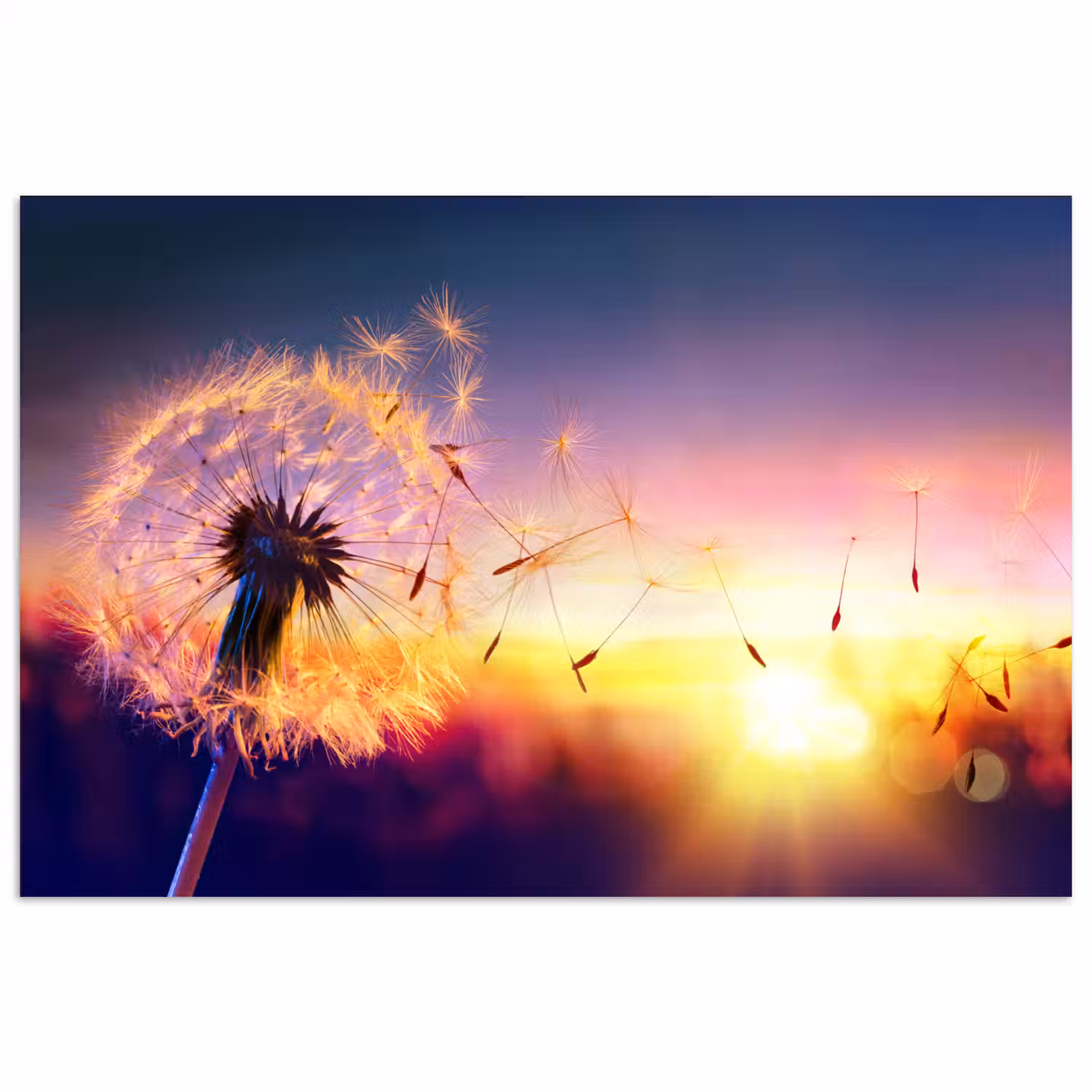 Paardenbloem - Bloemen - Zonsondergang - Horizon - Nacht poster papier klein -3d