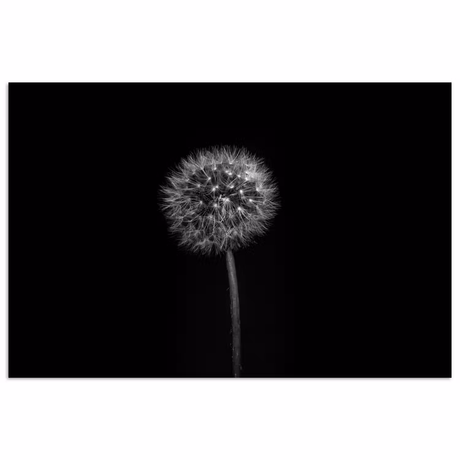 Paardenbloem - Zwart - Bloemen - Botanisch poster papier klein -3d