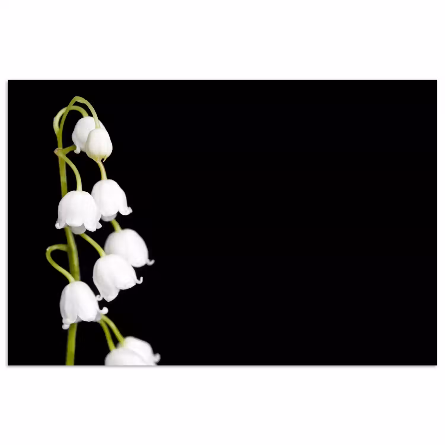 Lelietjes van dalen - Bloemen - Zwart - Flora poster papier klein -3d