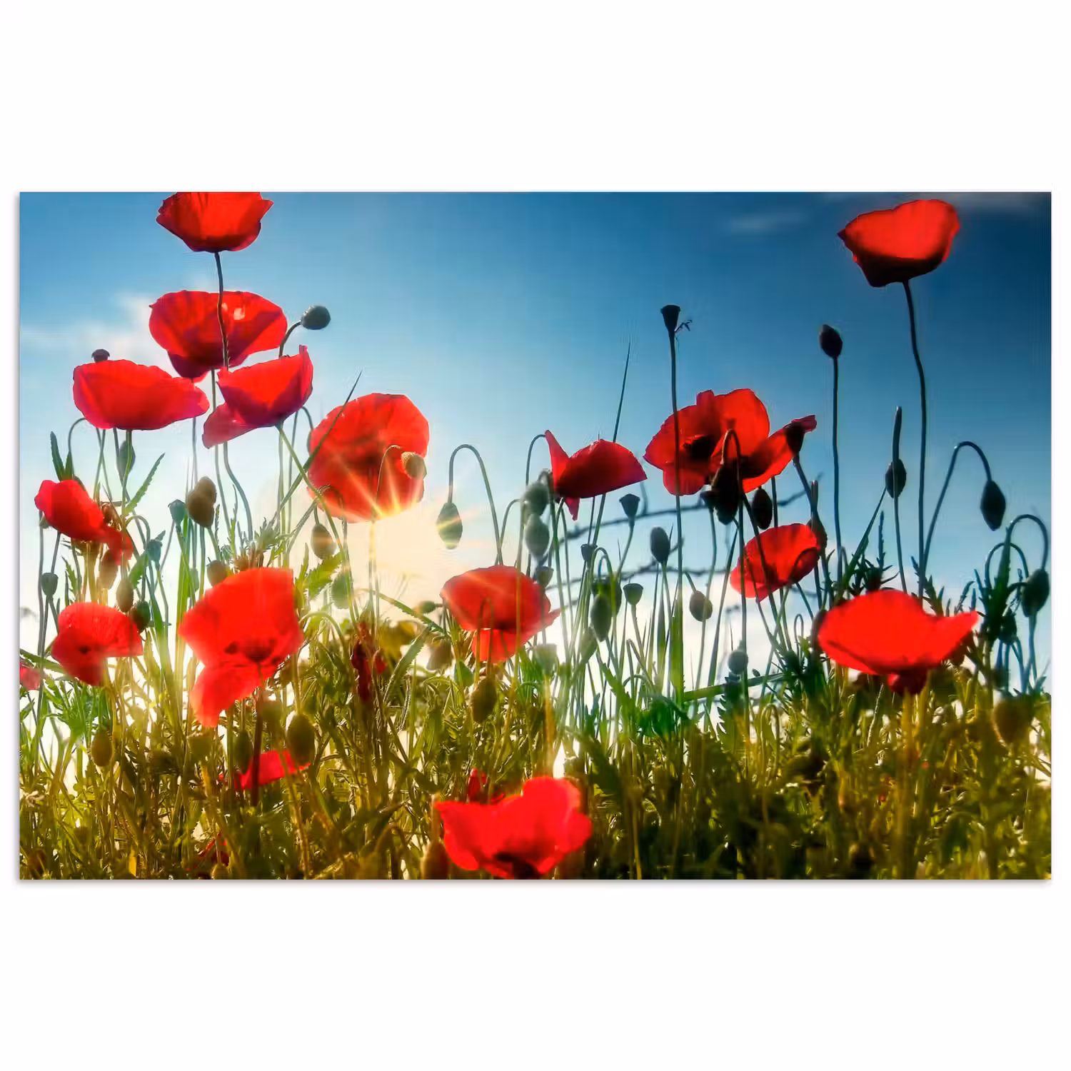 Klaprozen - Toscane - Zon - Rood - Blauw poster papier klein -3d