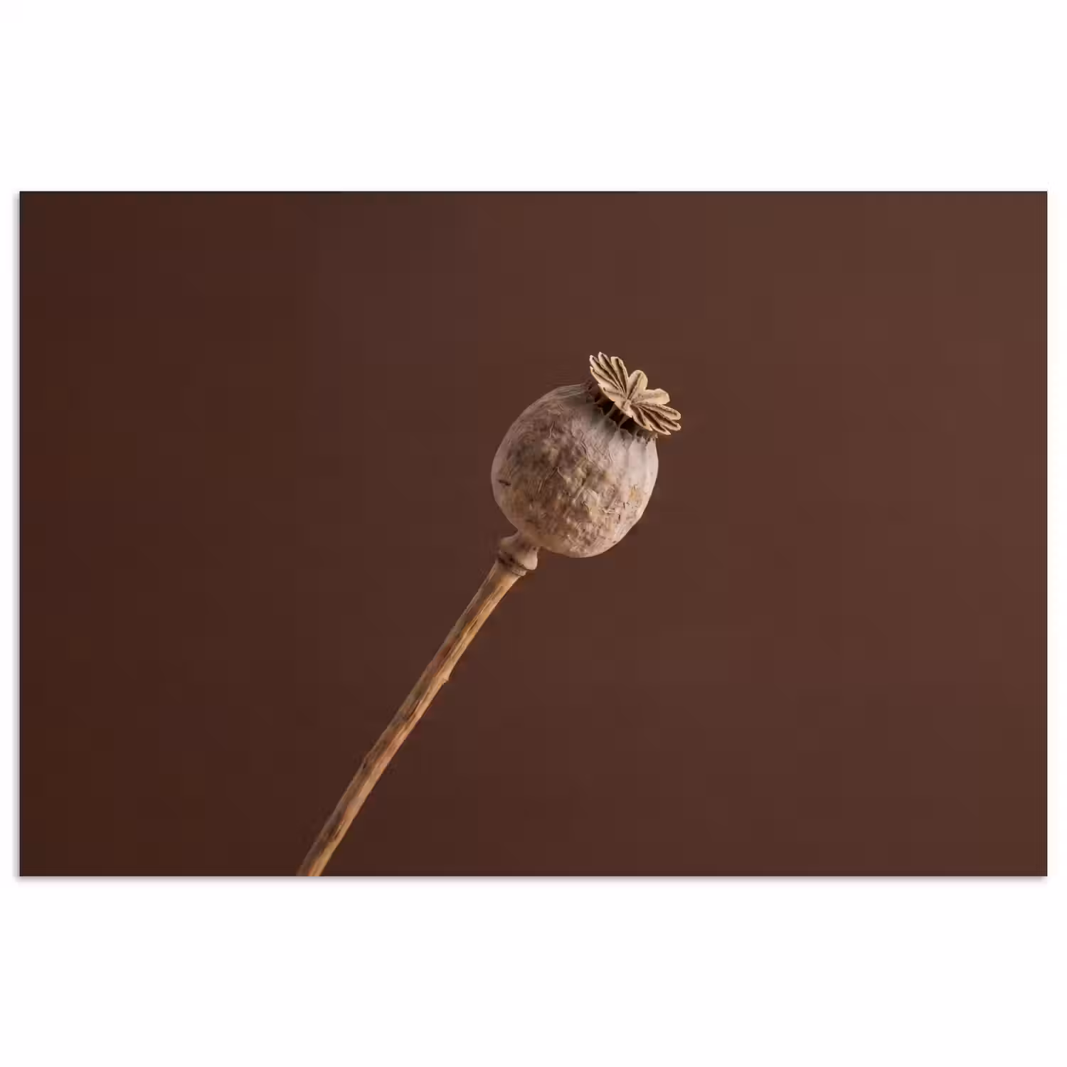 Papaverbol - Droogbloem - Bruin - Minimalistisch poster papier klein -3d