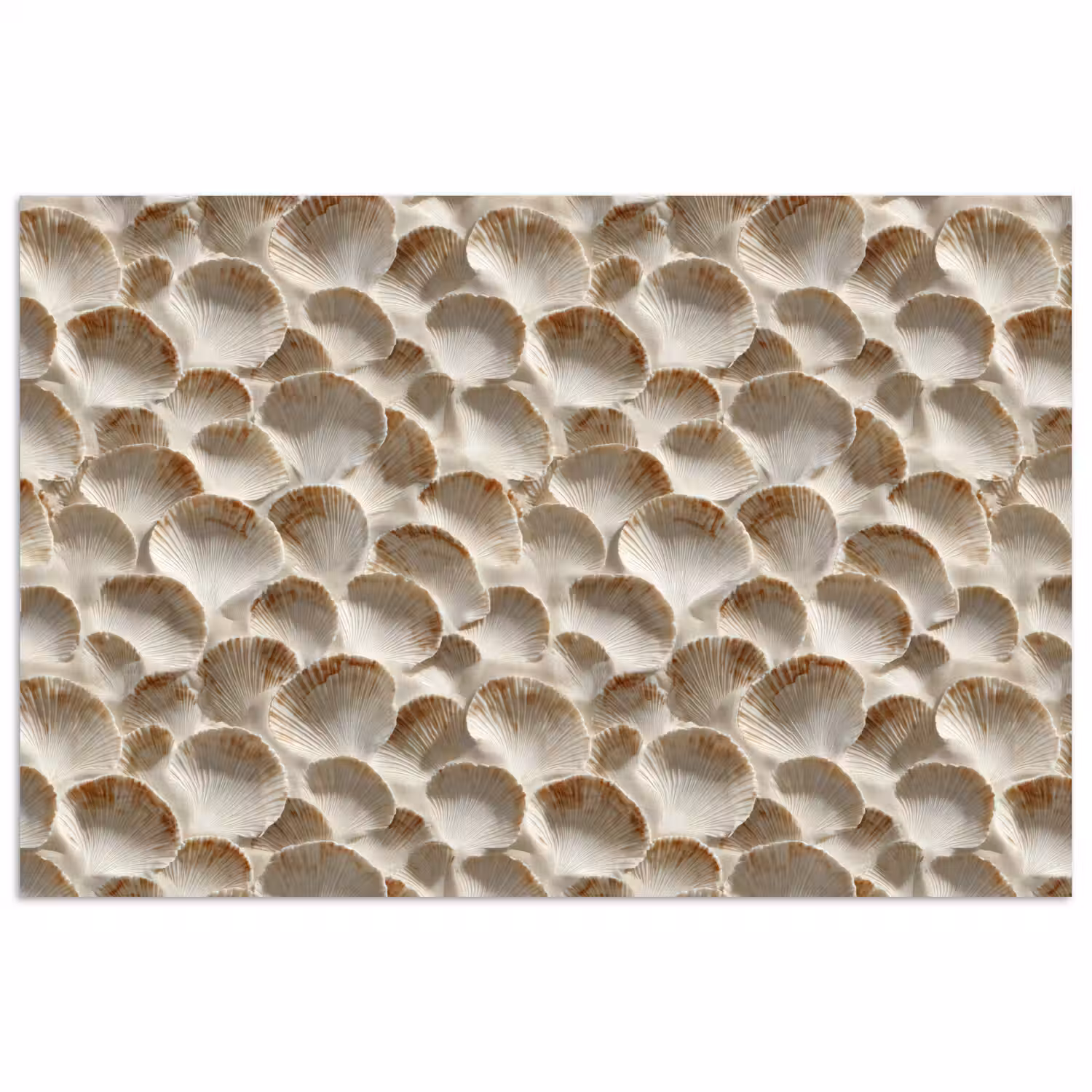Schelpen - Waaiervorm - Wit poster papier klein 62 -3d