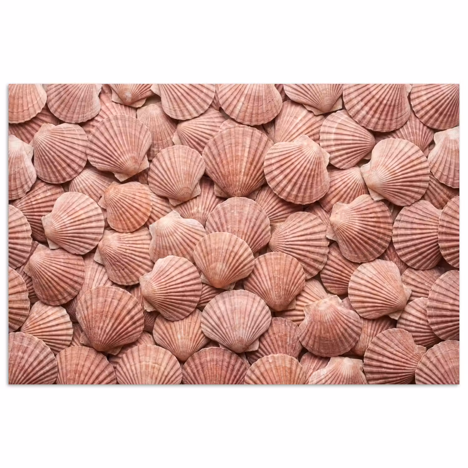 Schelpen - Patroon - Roze poster papier klein -3d