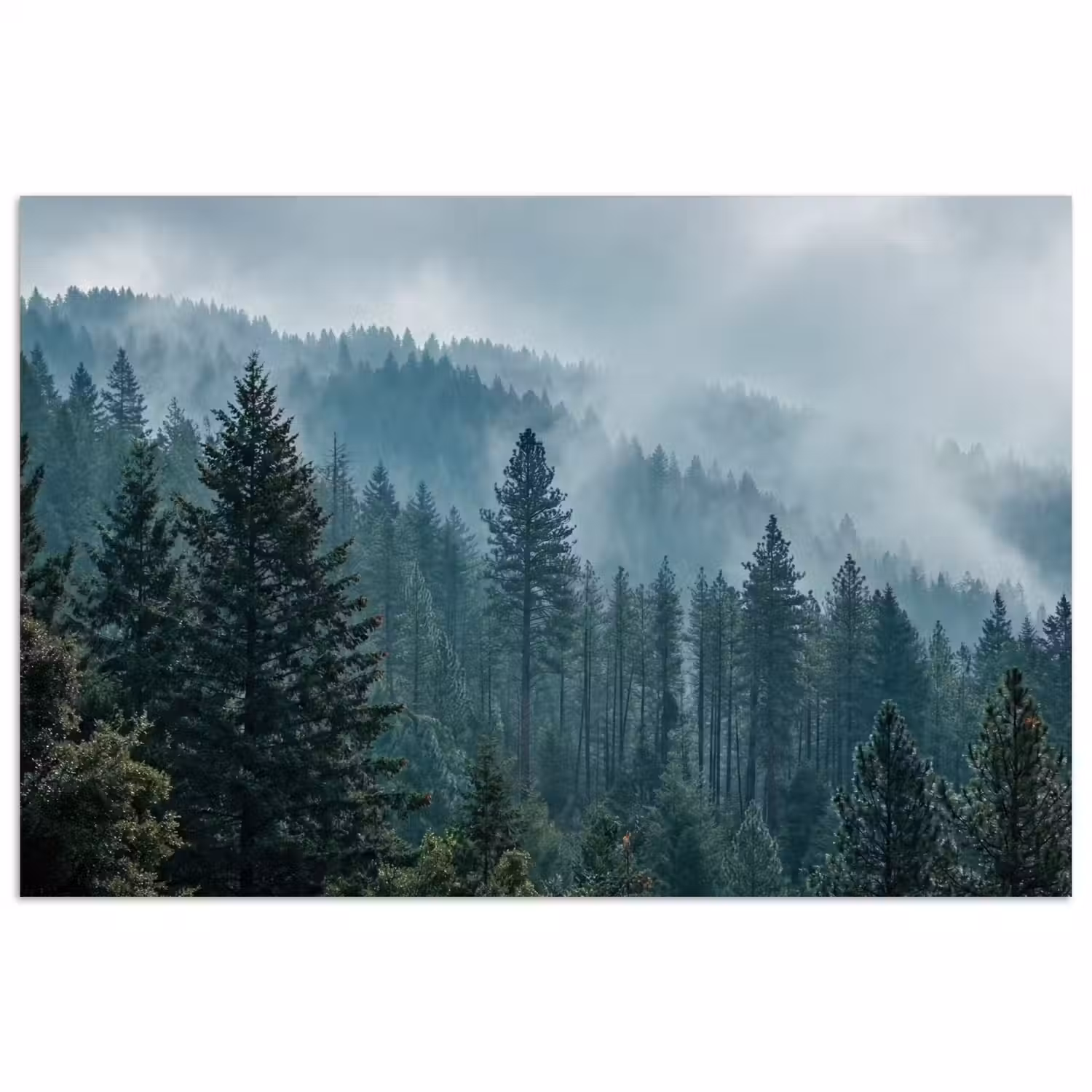 Naaldwoud - Bergen - Mist poster papier klein -3d