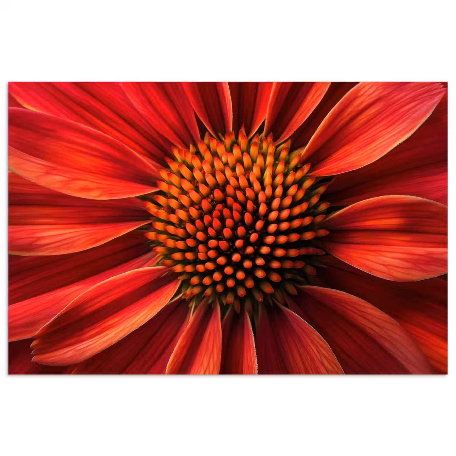 Close up - Bloem- Rood poster papier klein -3d