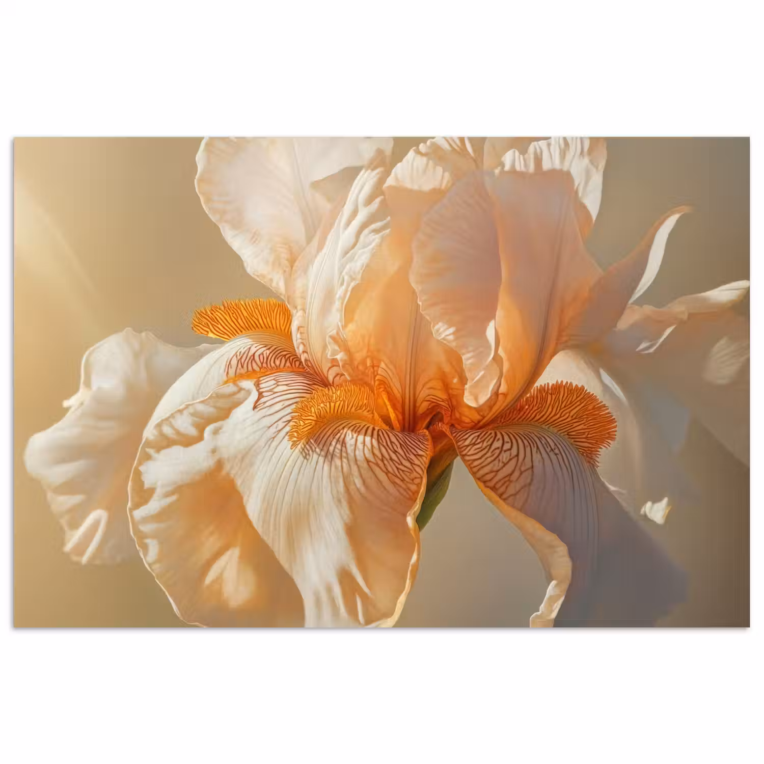 Close up - Oranje - Iris poster papier klein -3d