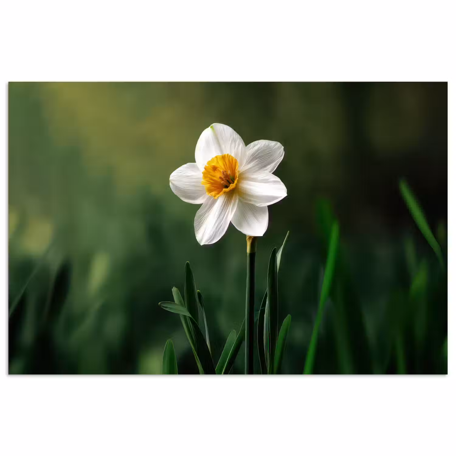 Narcis - Bloem - Wit - Grassprieten poster papier klein -3d