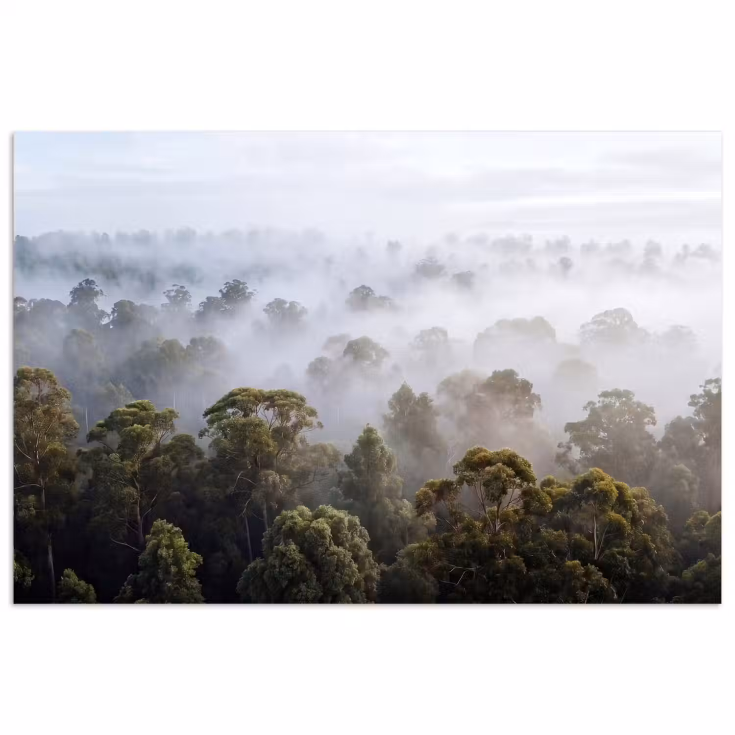 Natuur - Mist - Bos - Ochtend - Goud poster papier klein -3d
