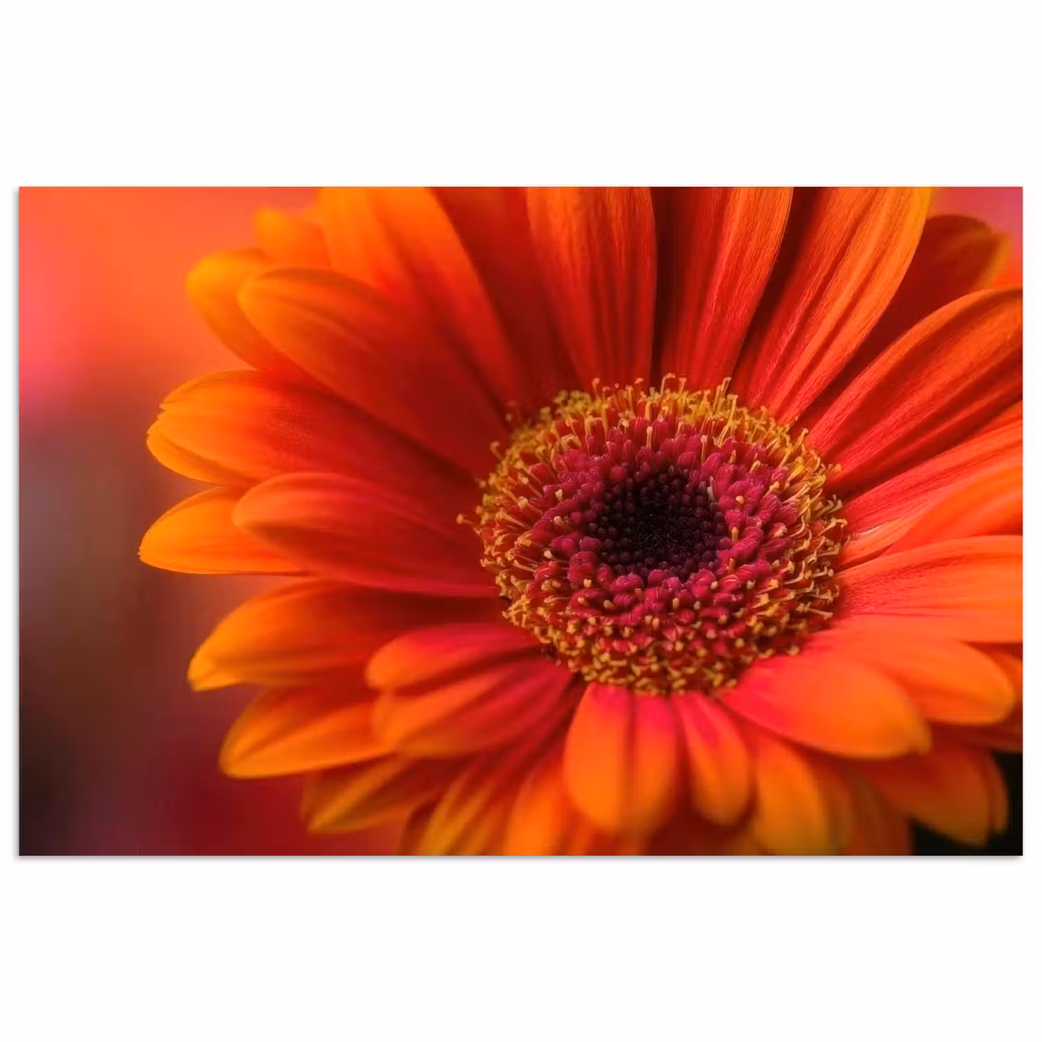 Oranje - Gerbera - Intens poster papier klein -3d