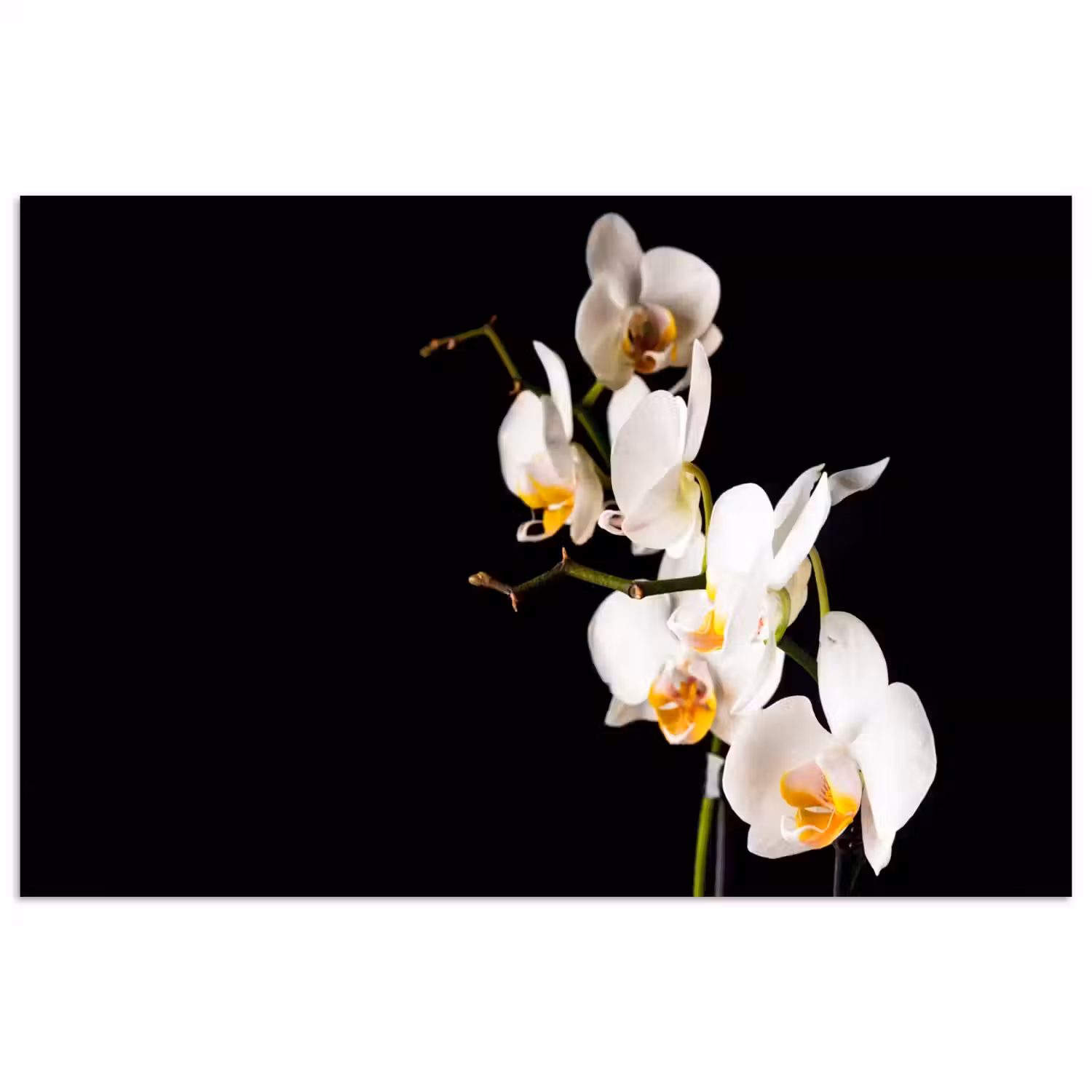 Orchidee - Bloemen - Planten - Botanisch poster papier klein -3d