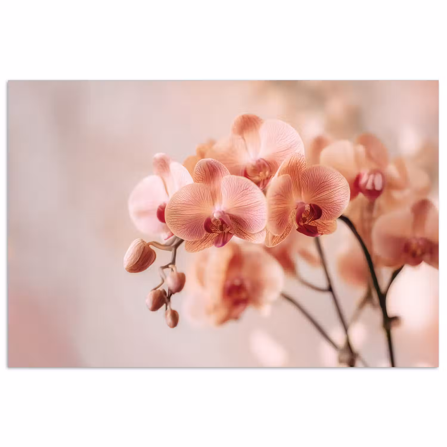 Orchidee - Bloemen - Roze - Bloemblaadjes poster papier klein -3d