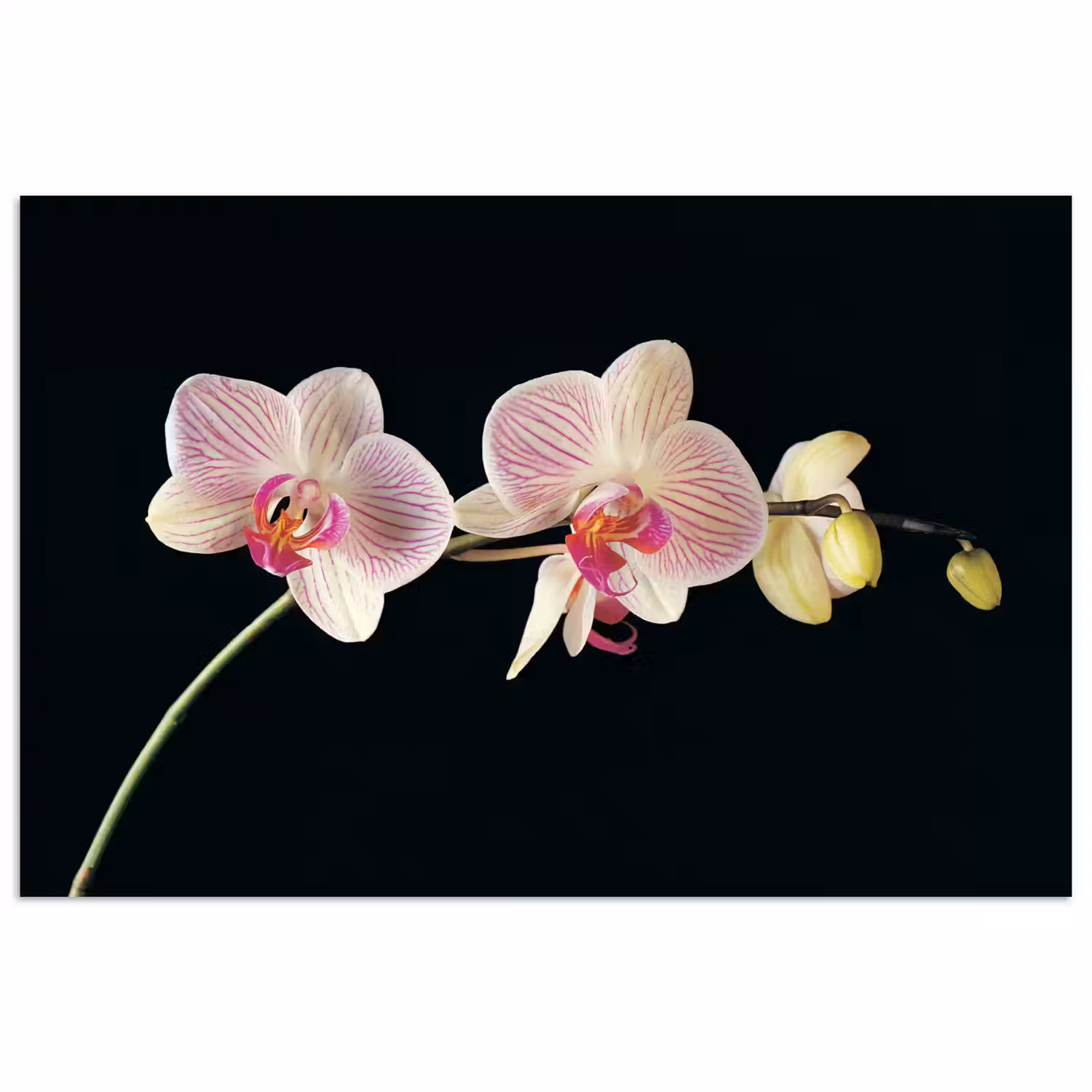 Orchidee - Bloemen - Zwart - Roze - Knoppen poster papier klein -3d