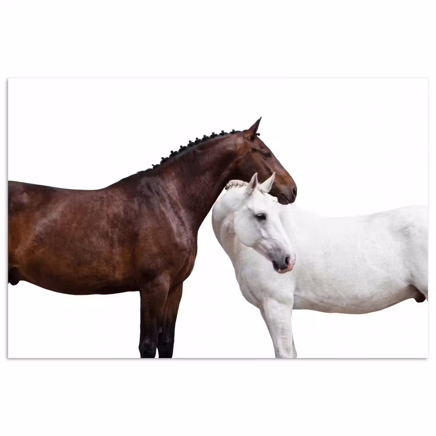 Paard - Modern - Balans poster papier klein -3d