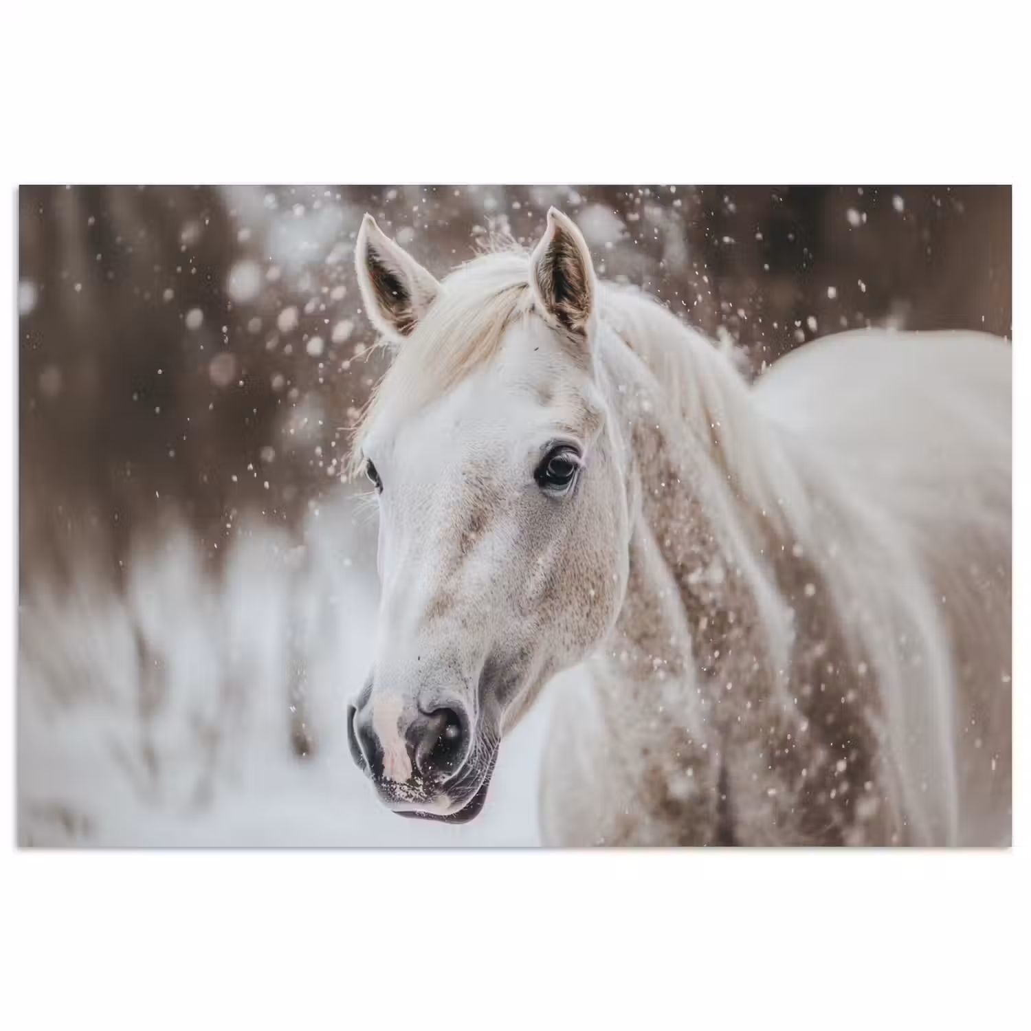 Paard - Wit - Winter - Natuur - Sneeuw - Dieren poster papier klein -3d