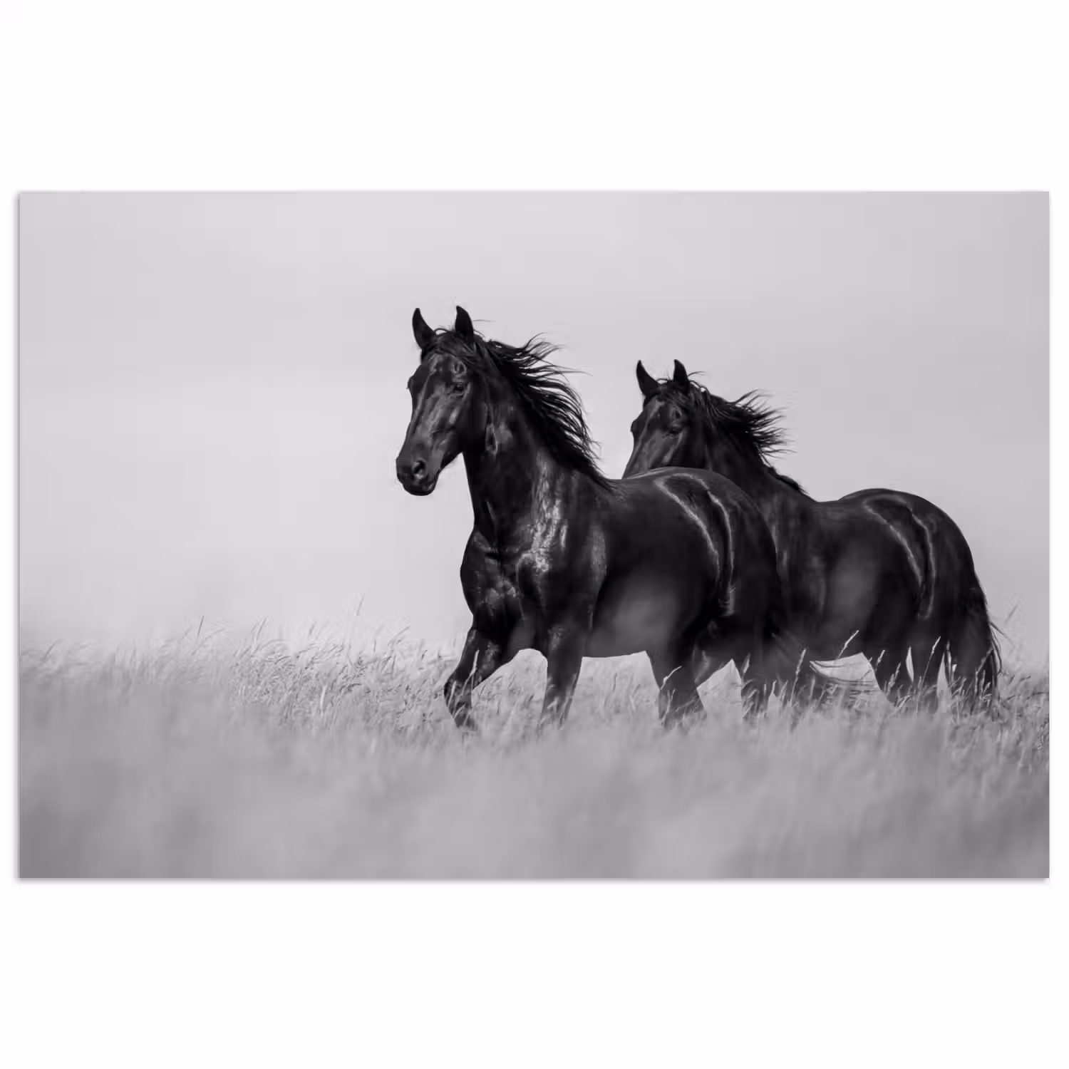 Paarden - Gras - Zwart - Wit poster papier klein -3d
