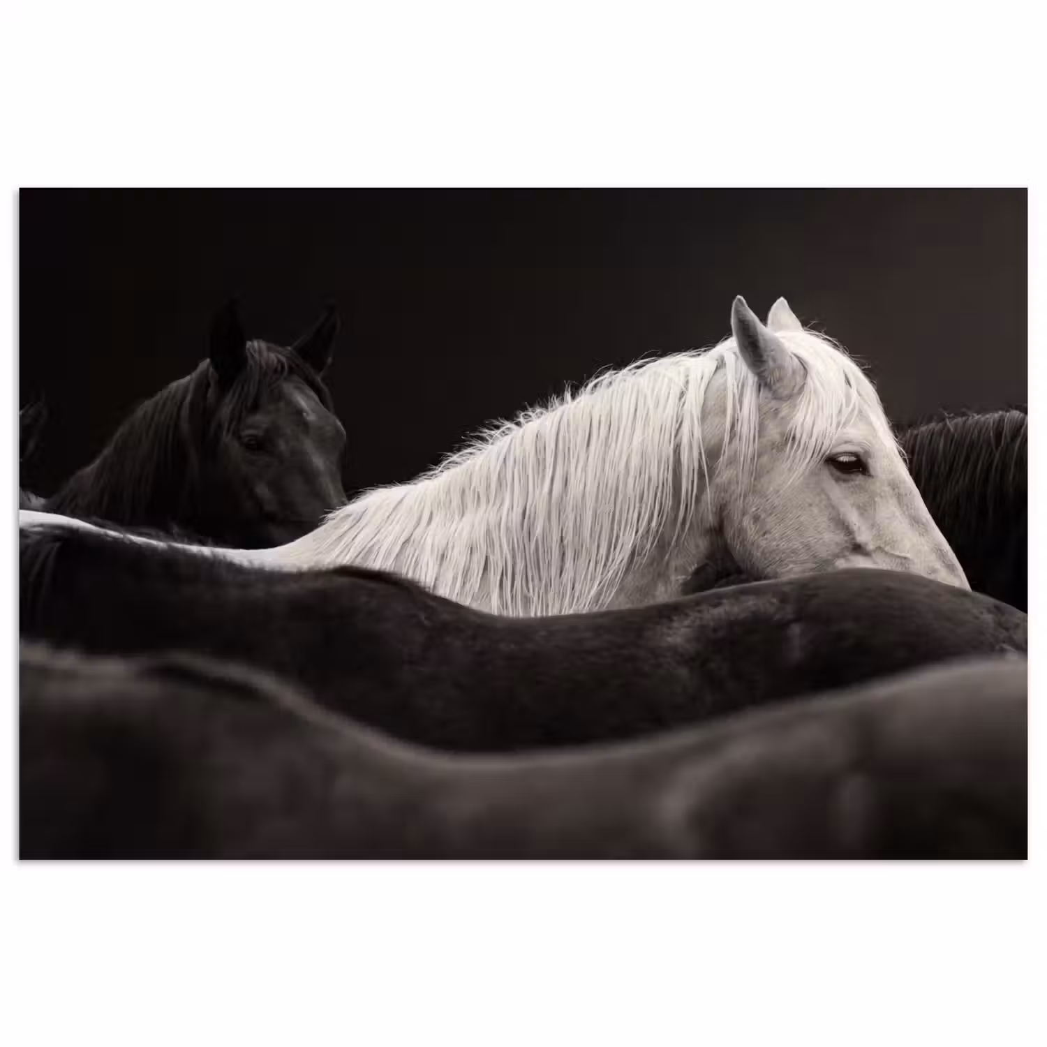 Paarden - Zwart - Wit - Kudde poster papier klein -3d