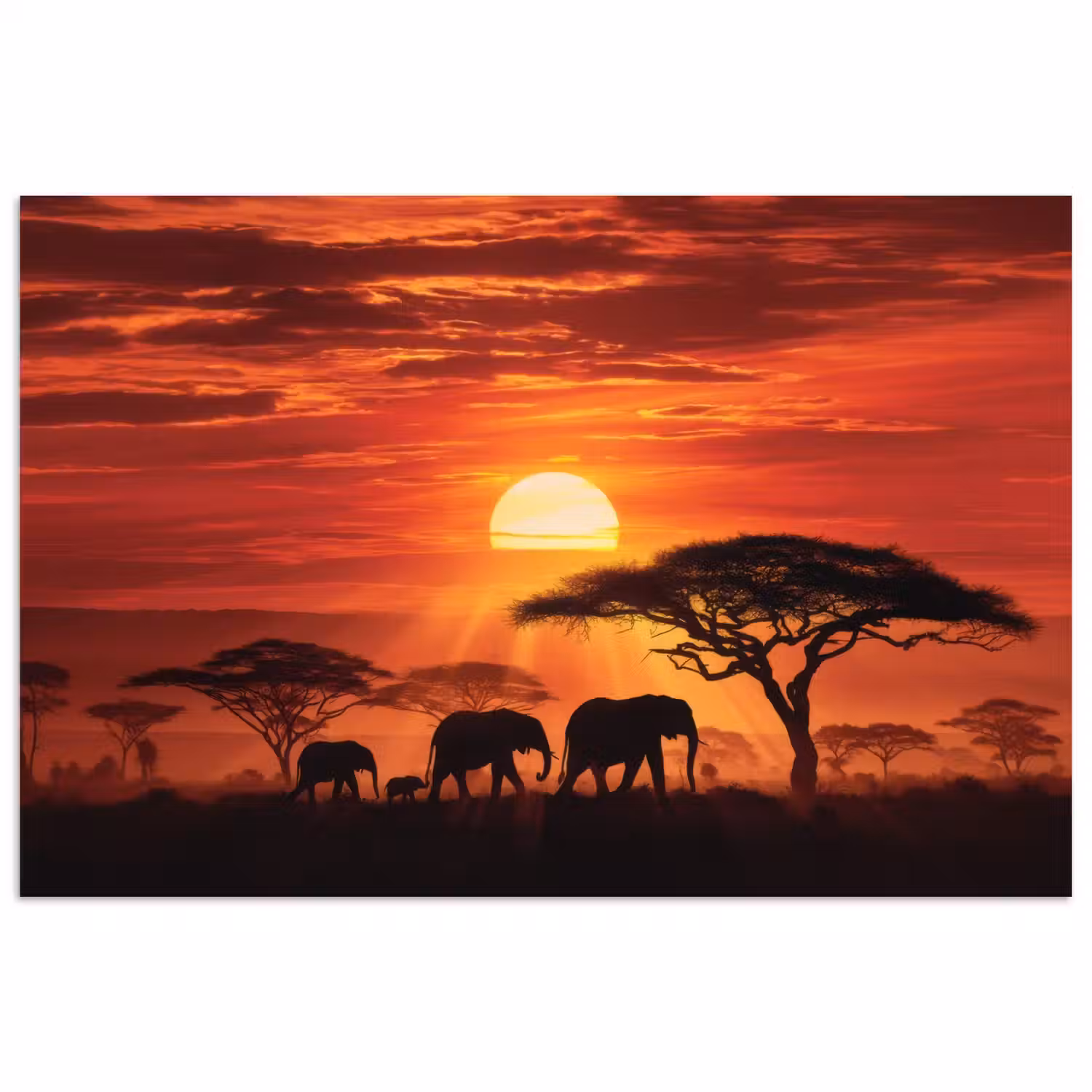 Savanne - Olifanten - Zonsondergang poster papier klein -3d