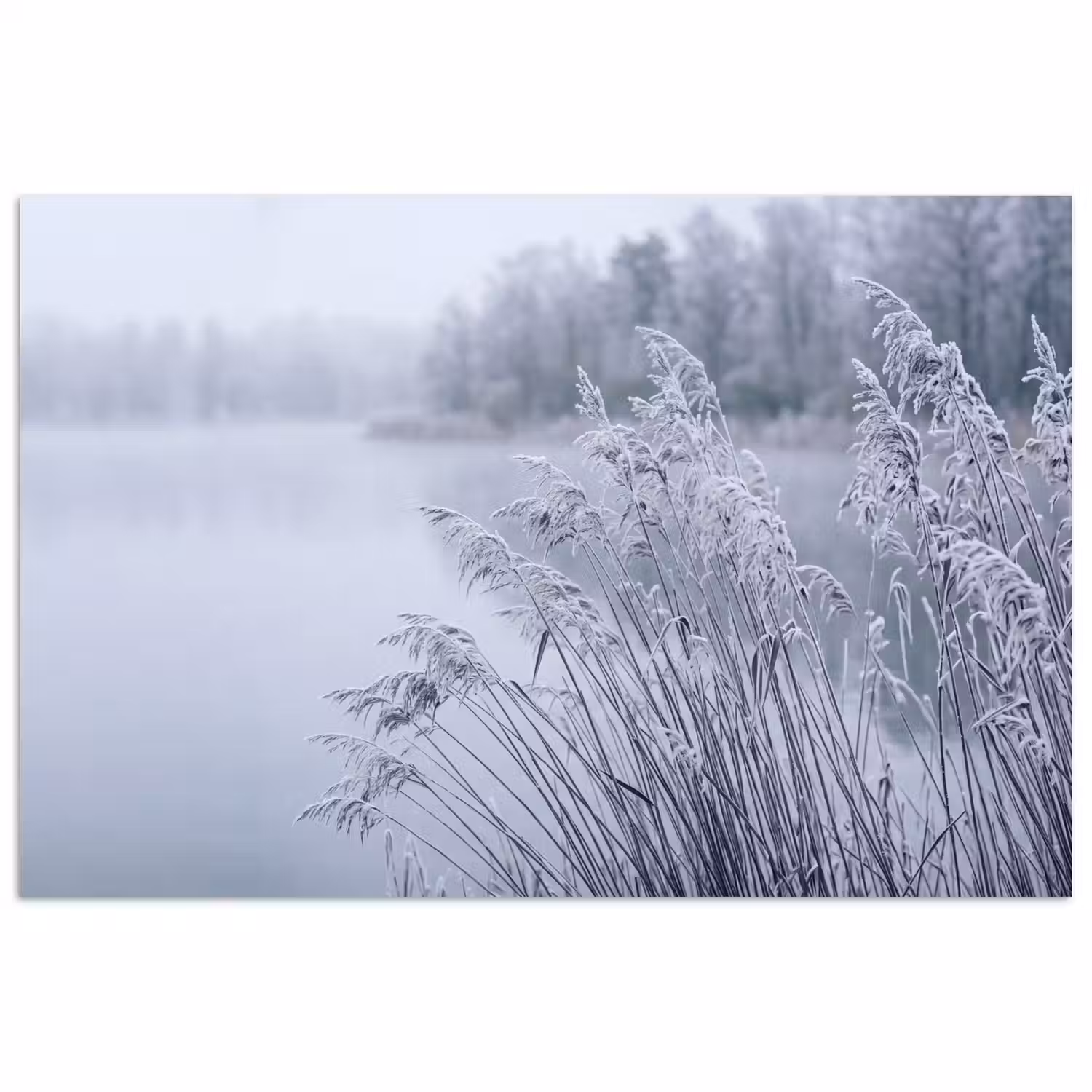 Riet - Bevroren - Winter - Natuur poster papier klein -3d