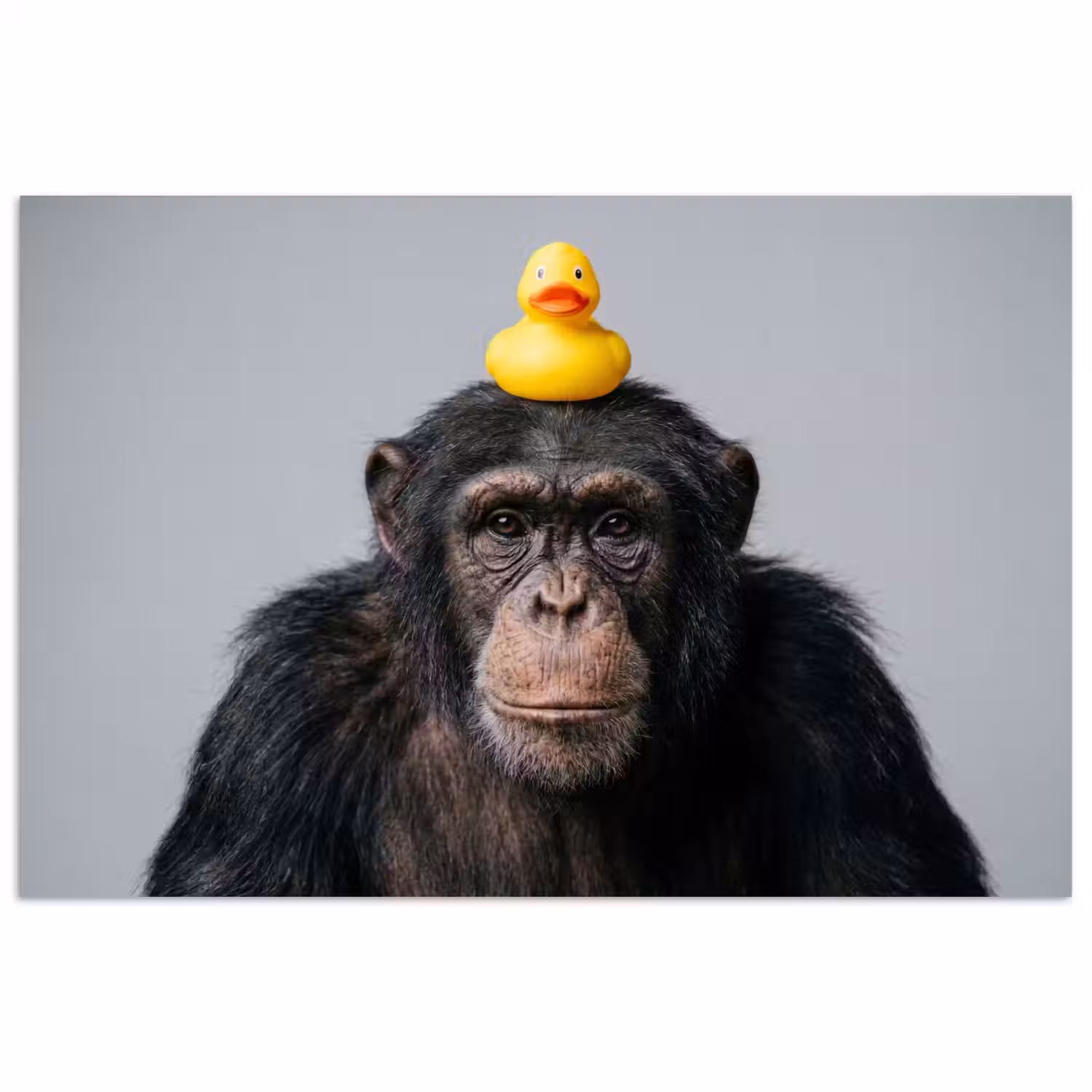 Chimpansee - Badeend - Grijs poster papier klein -3d