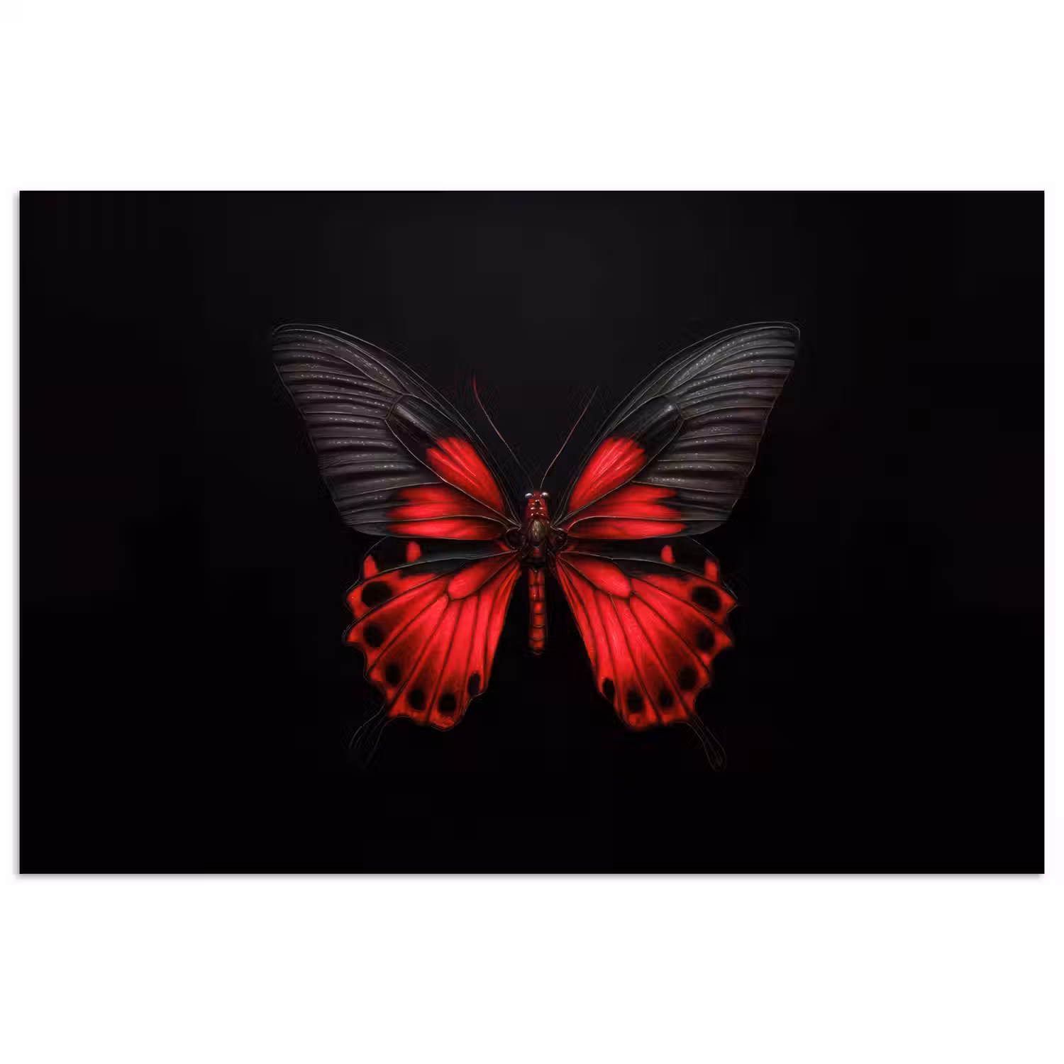 Vlinder - Rood - Contrast poster papier klein -3d