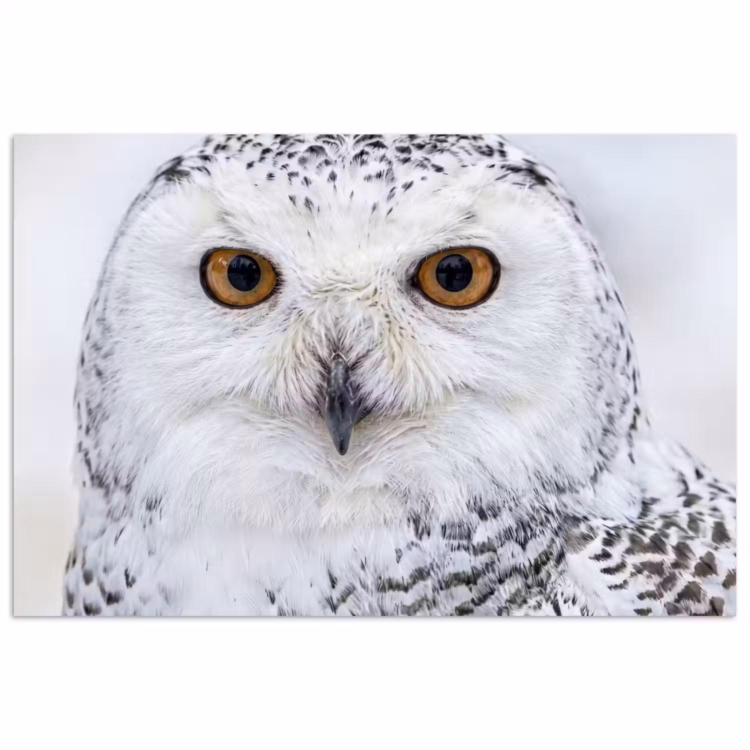 Sneeuwuil - Oog - Wildlife - Wit poster papier klein -3d
