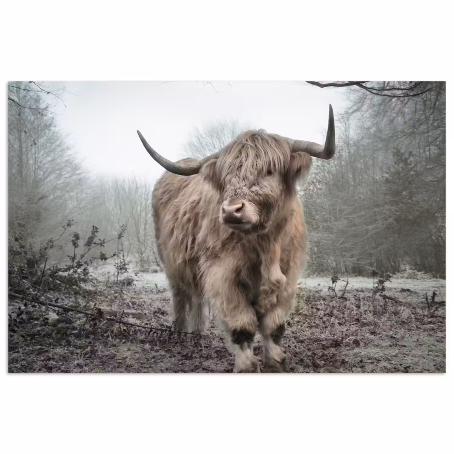 Schotse hooglander - Natuur - Herfst - Dieren - Wild - Bos poster papier klein -3d