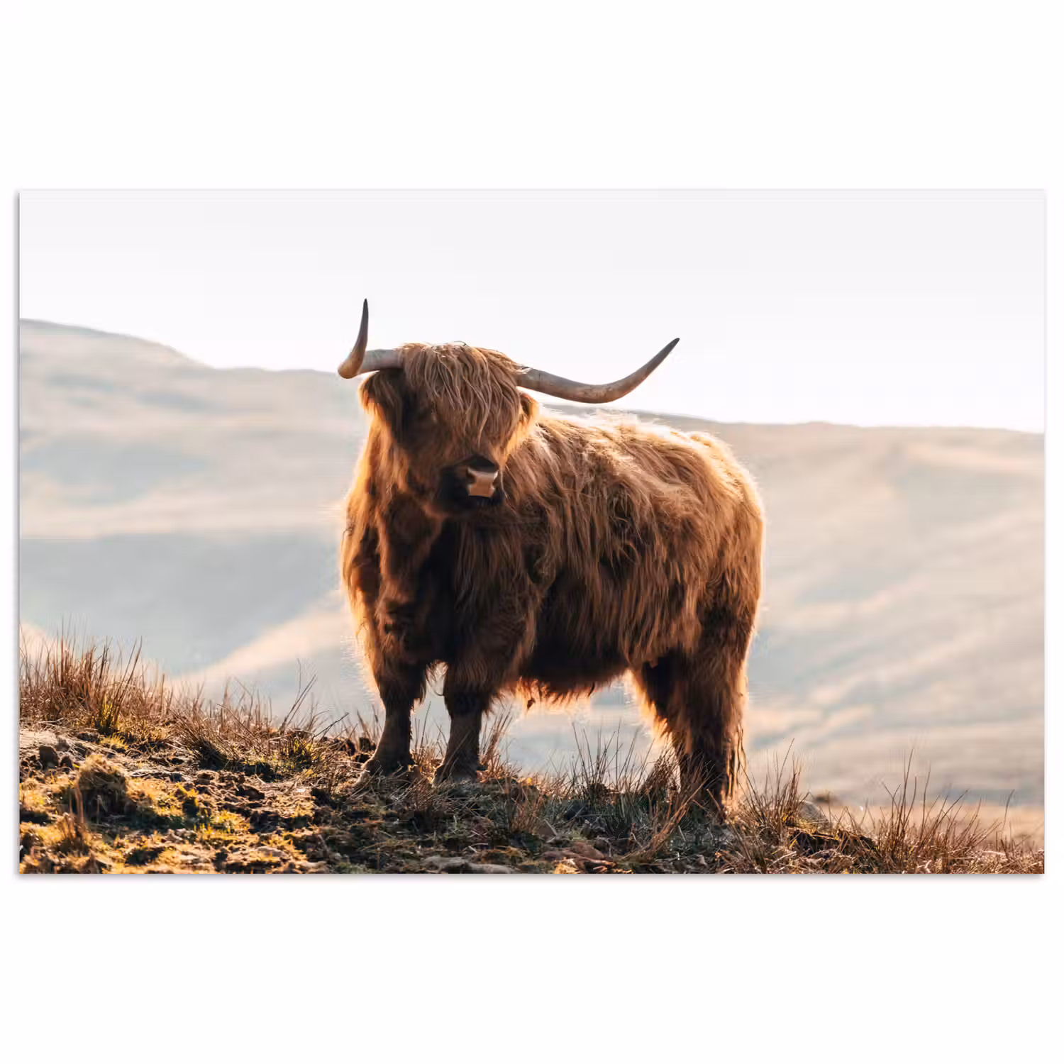 Schotse hooglander - Dieren - Landelijk - Landschap - Koe - Natuur poster papier klein -3d