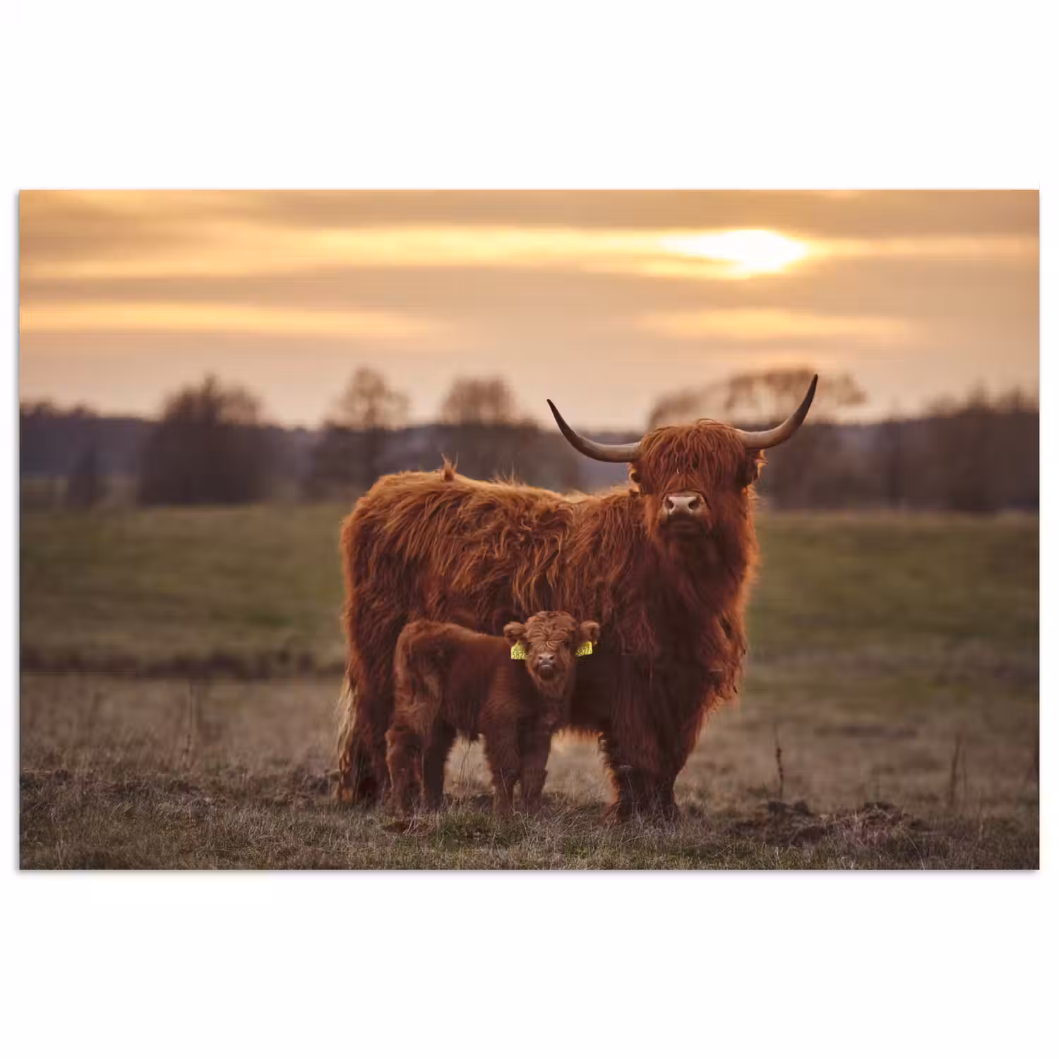 Schotse hooglander - Dieren - Landschap - Zonsondergang - Koe poster papier klein -3d