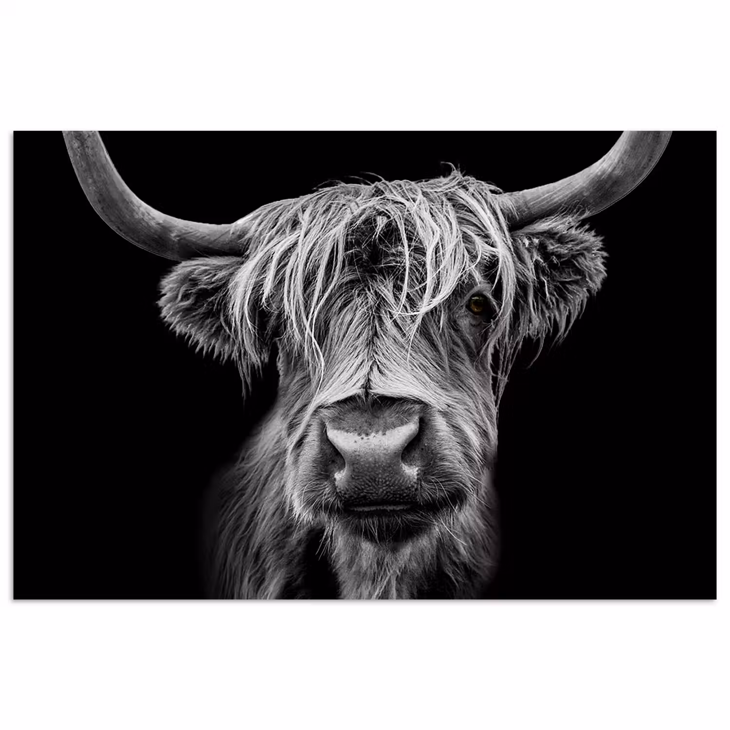 Schotse Hooglander - Horens - Zwart - Wit - Koe - Wild - Dieren poster papier klein -3d